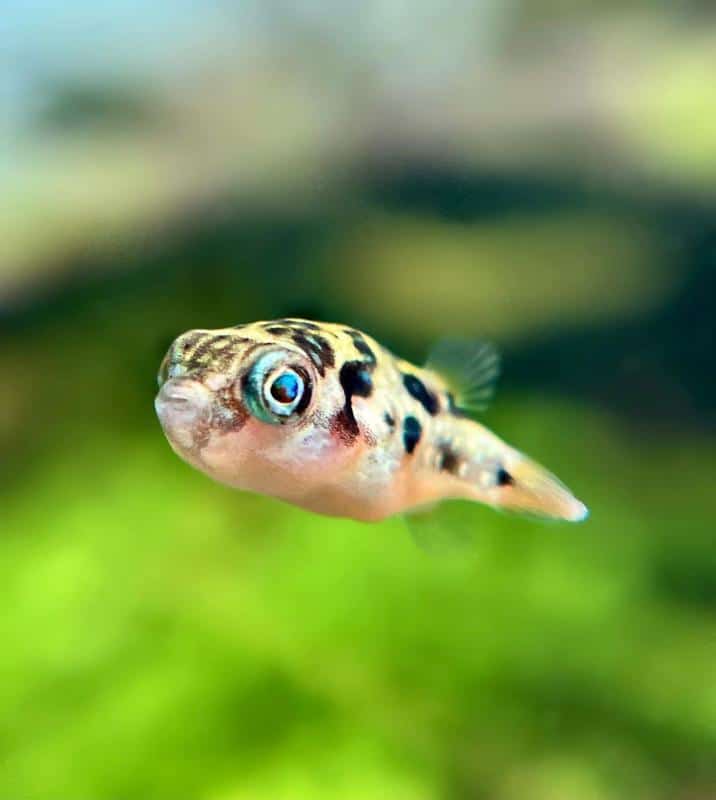 Practical Guide to Buying Starfish for Your Aquarium in 2025: Smart Tips to Enhance Your Tank