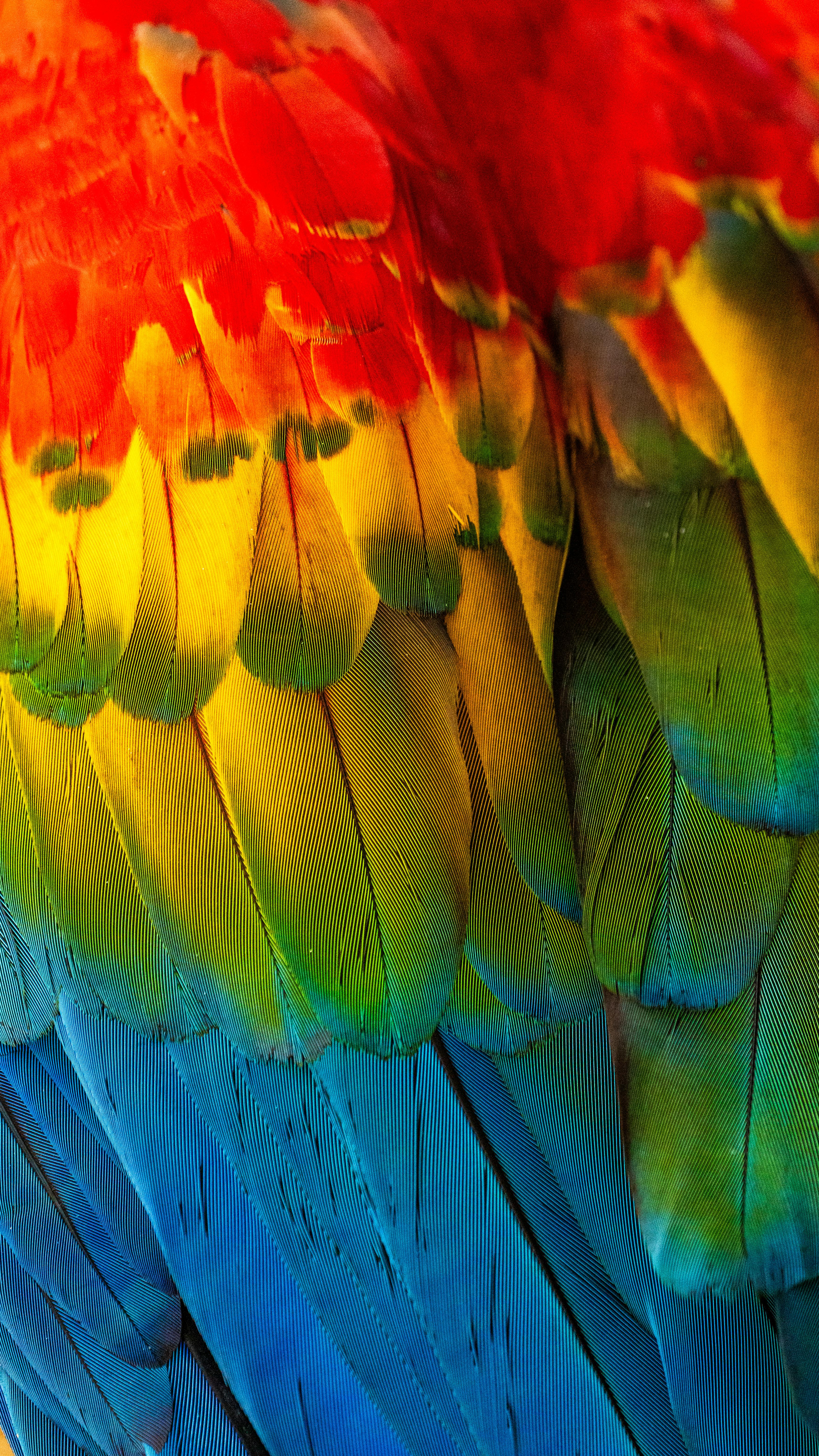 Easy Guide to Choosing the Best 5 Wild Betta Fish in 2025
