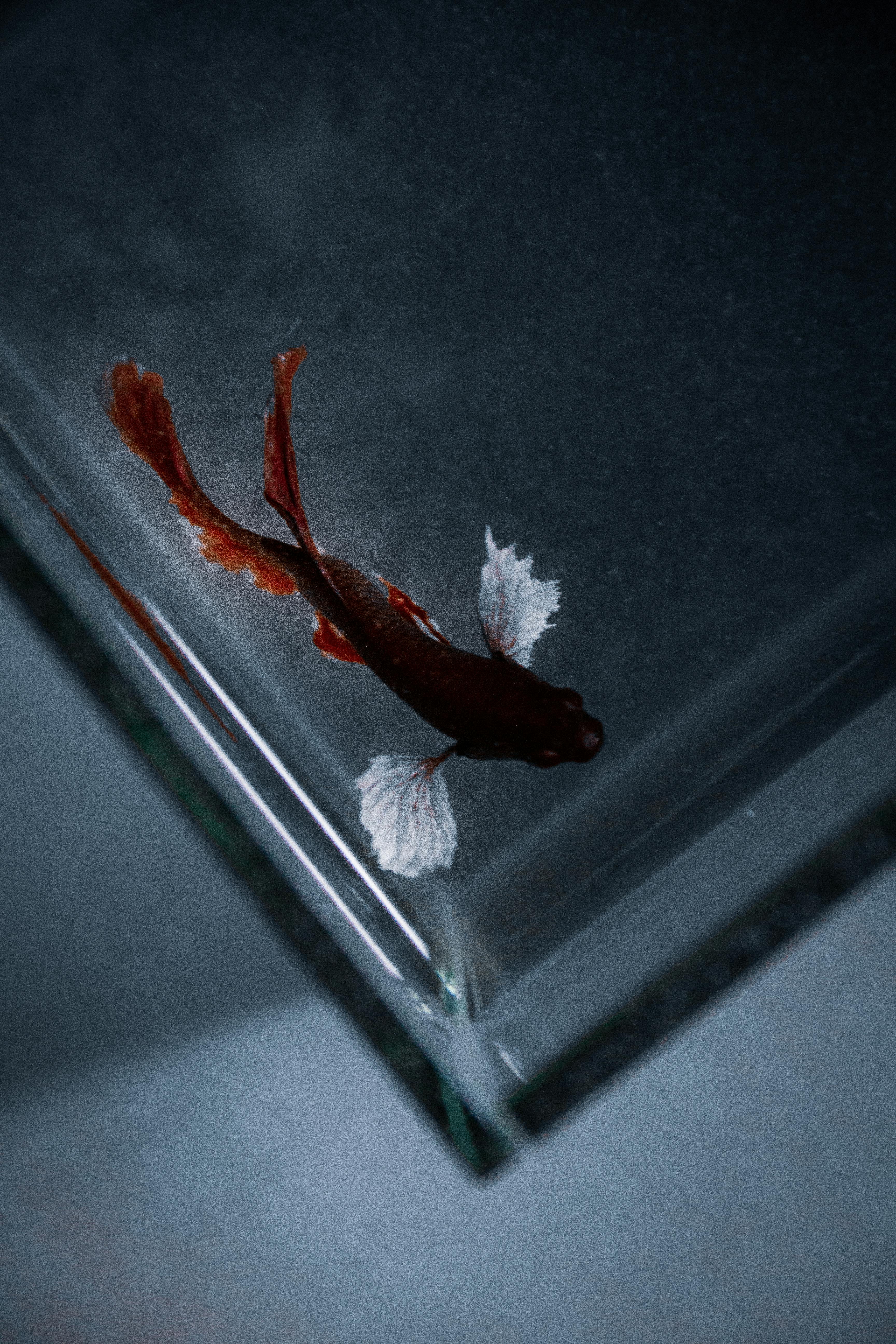 Smart Ways to Optimize 70 Gallon Fish Tank Setup for 2025