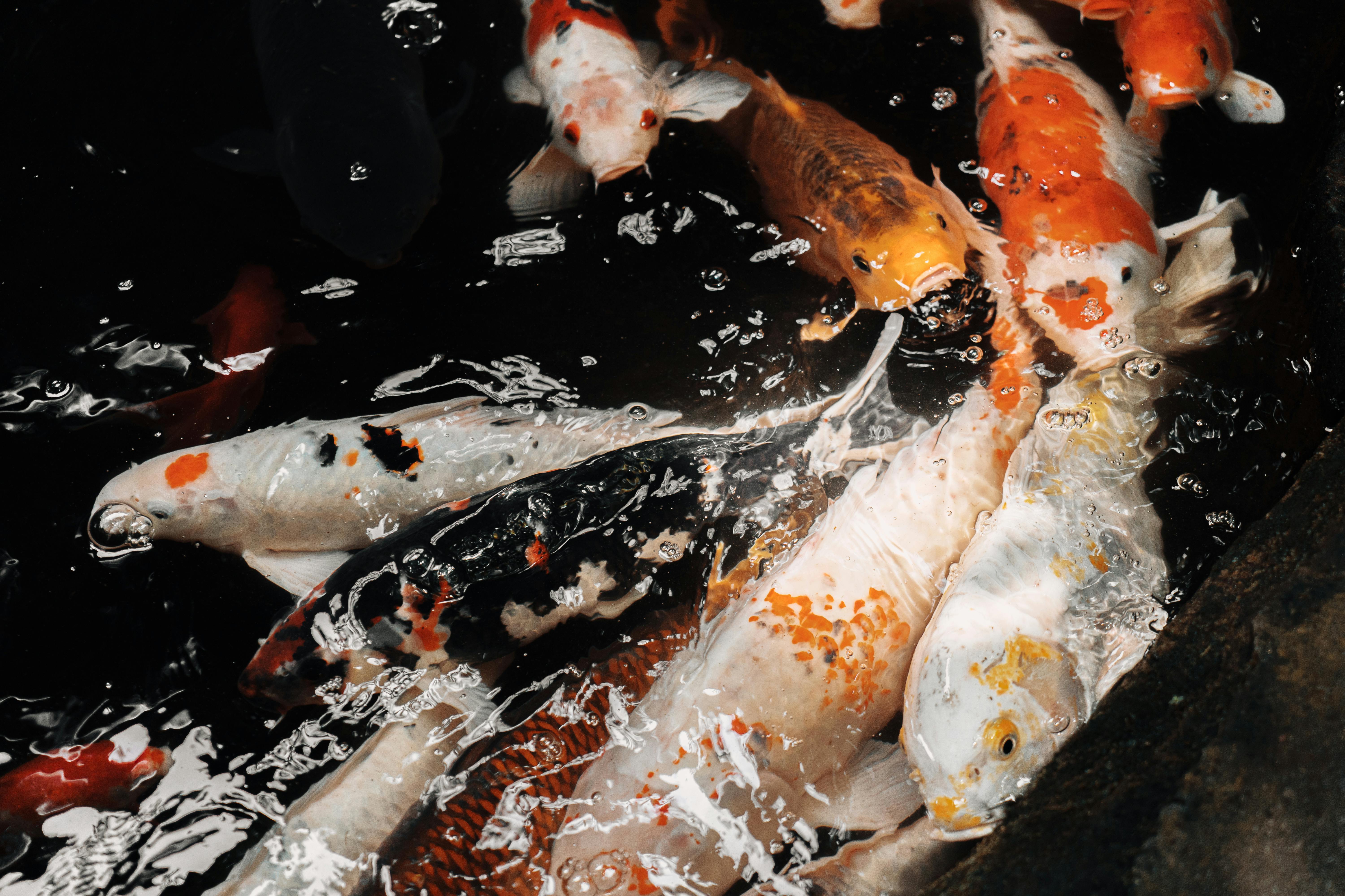 Effective Ways to Choose the Best 10 Pet Fish for 2025