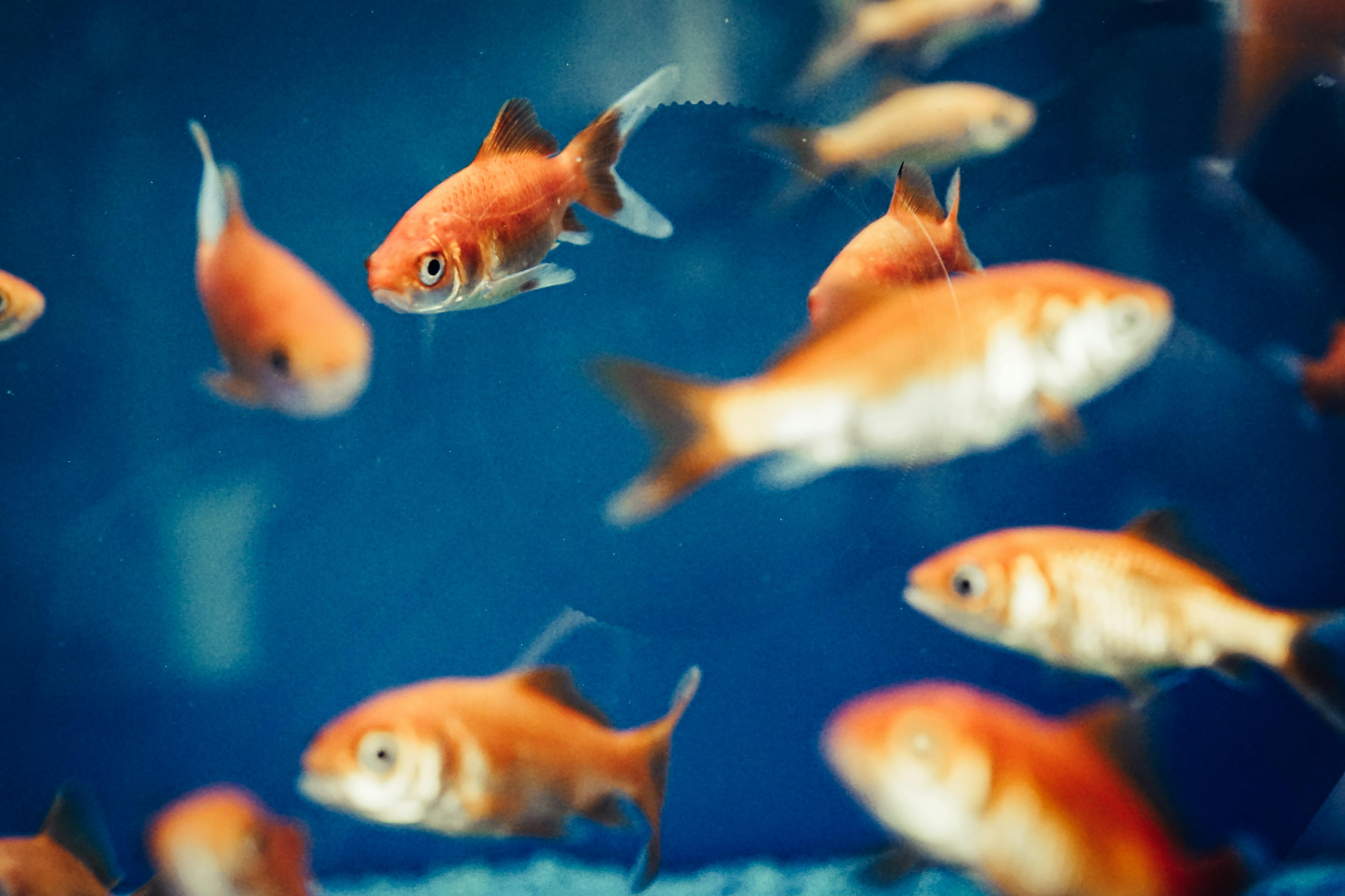 Smart Ways to Choose Discus Tank Mates for 2025