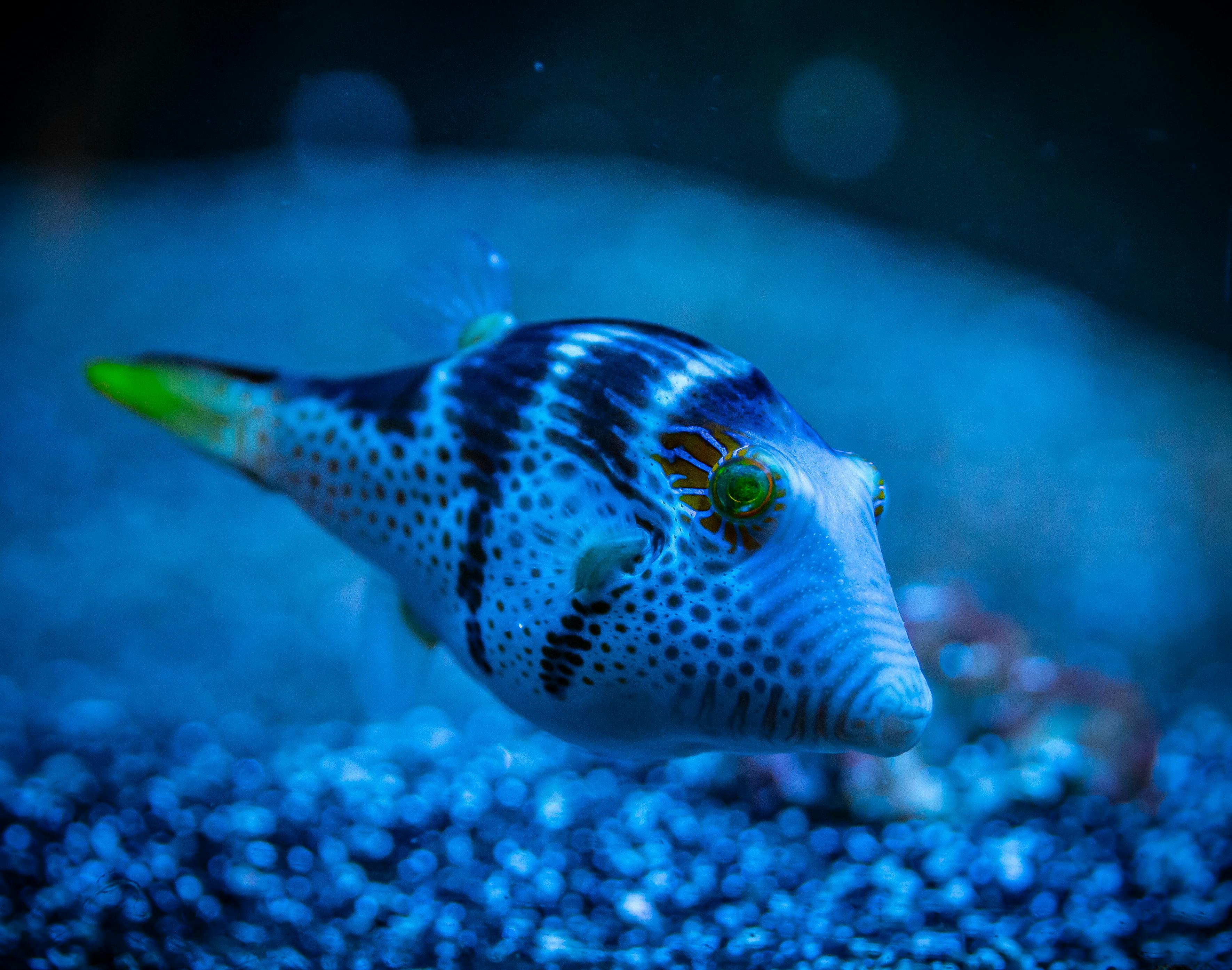 Smart Ways to Use Detritus Worms in Your Aquarium for Optimal Health