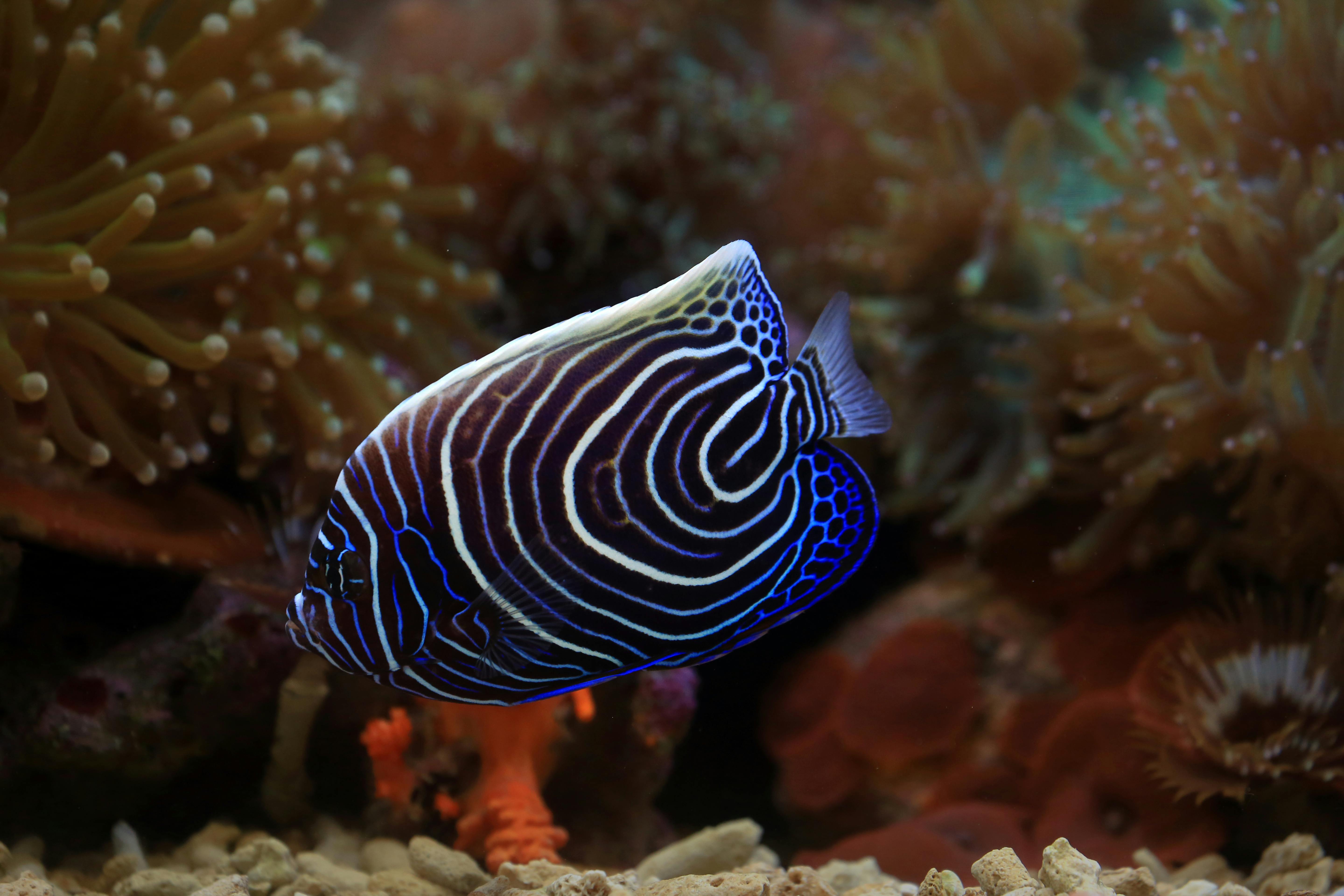 Best 5 Current Fish Food Options to Enhance Your Aquarium Experience
