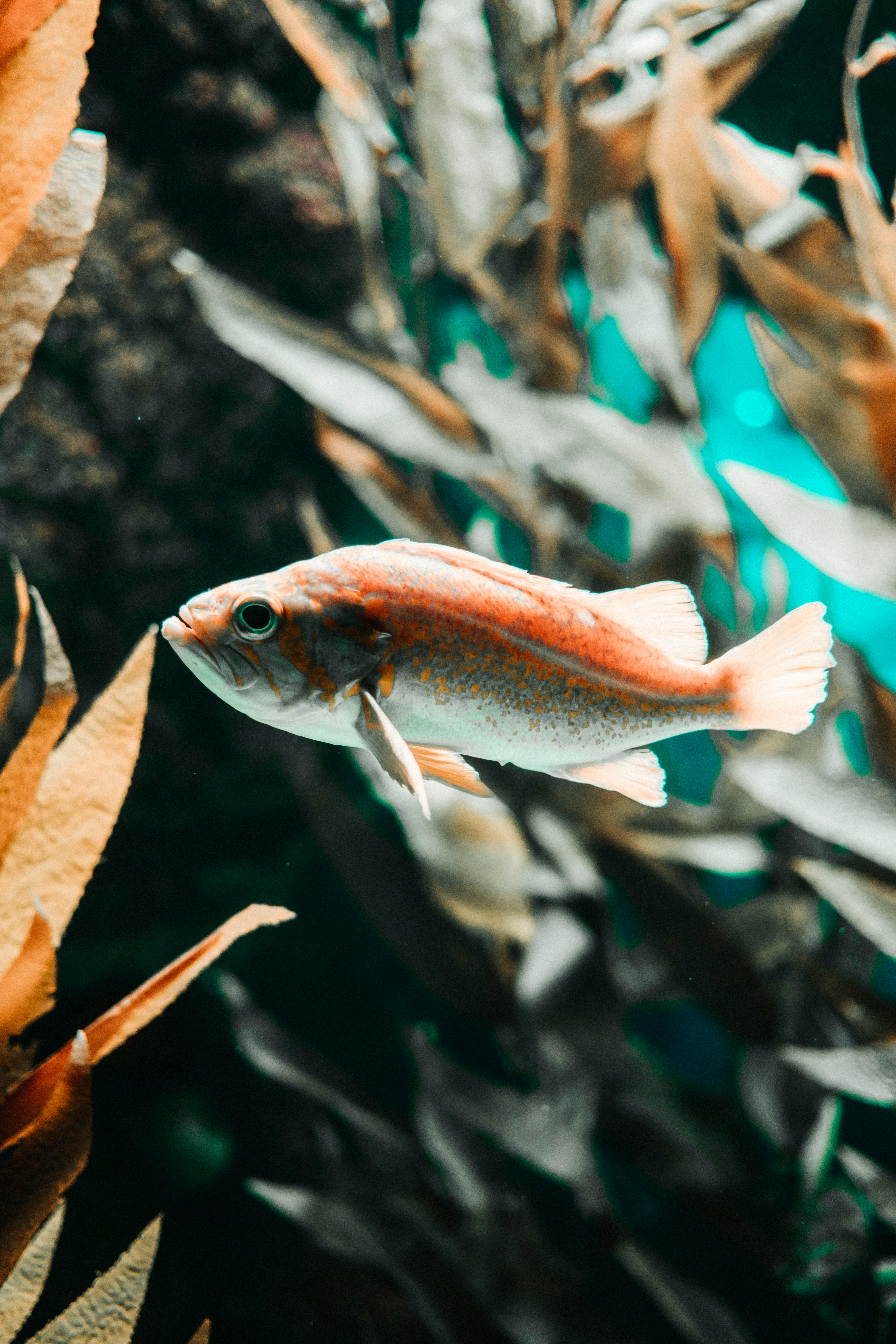 Simple Guide to 7 Effective Options for Your Hexagon Fish Tank in 2025