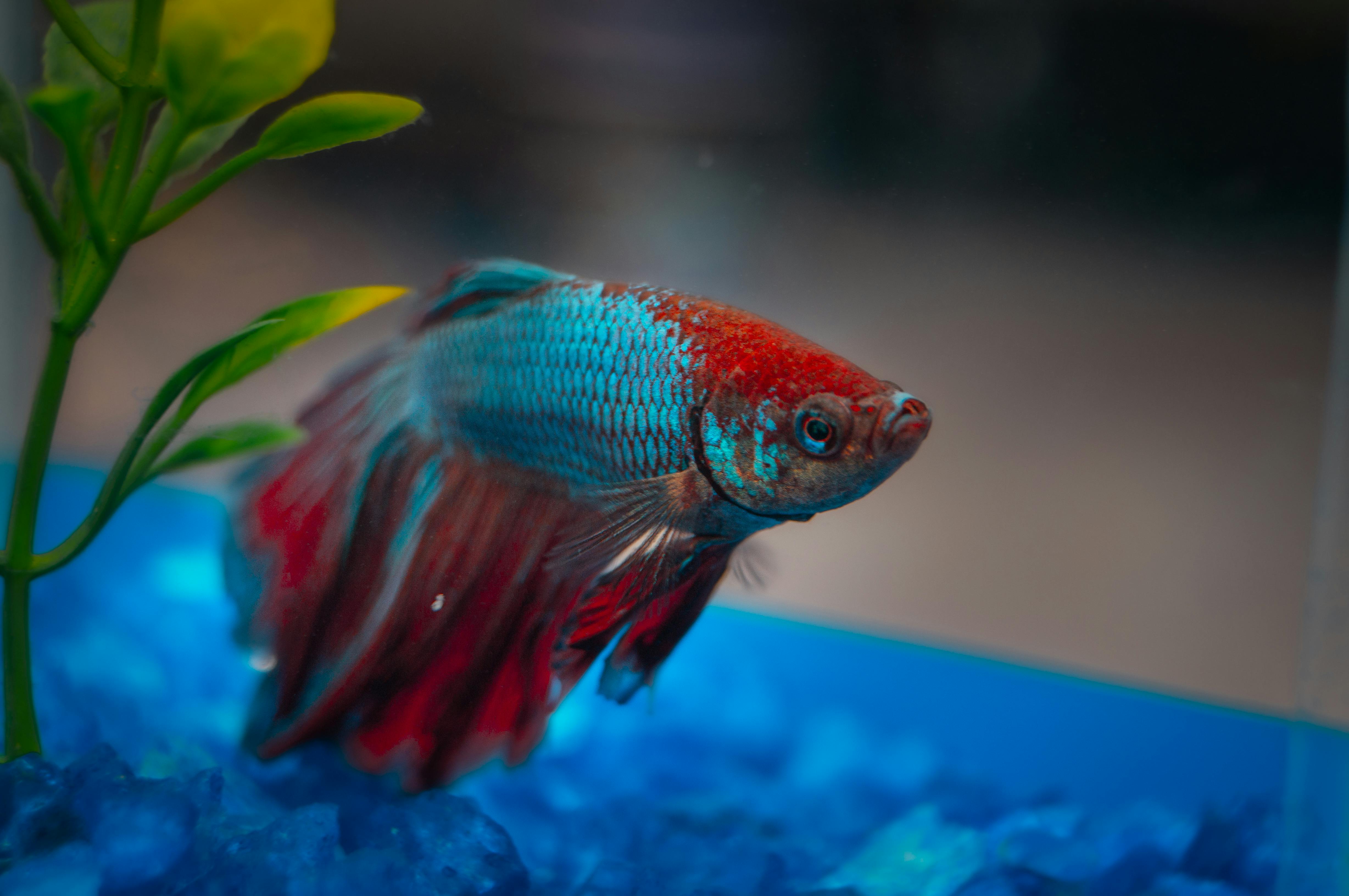 Effective Methods for Improving Your Cool Fish Tanks in 2025: Explore Modern Features!