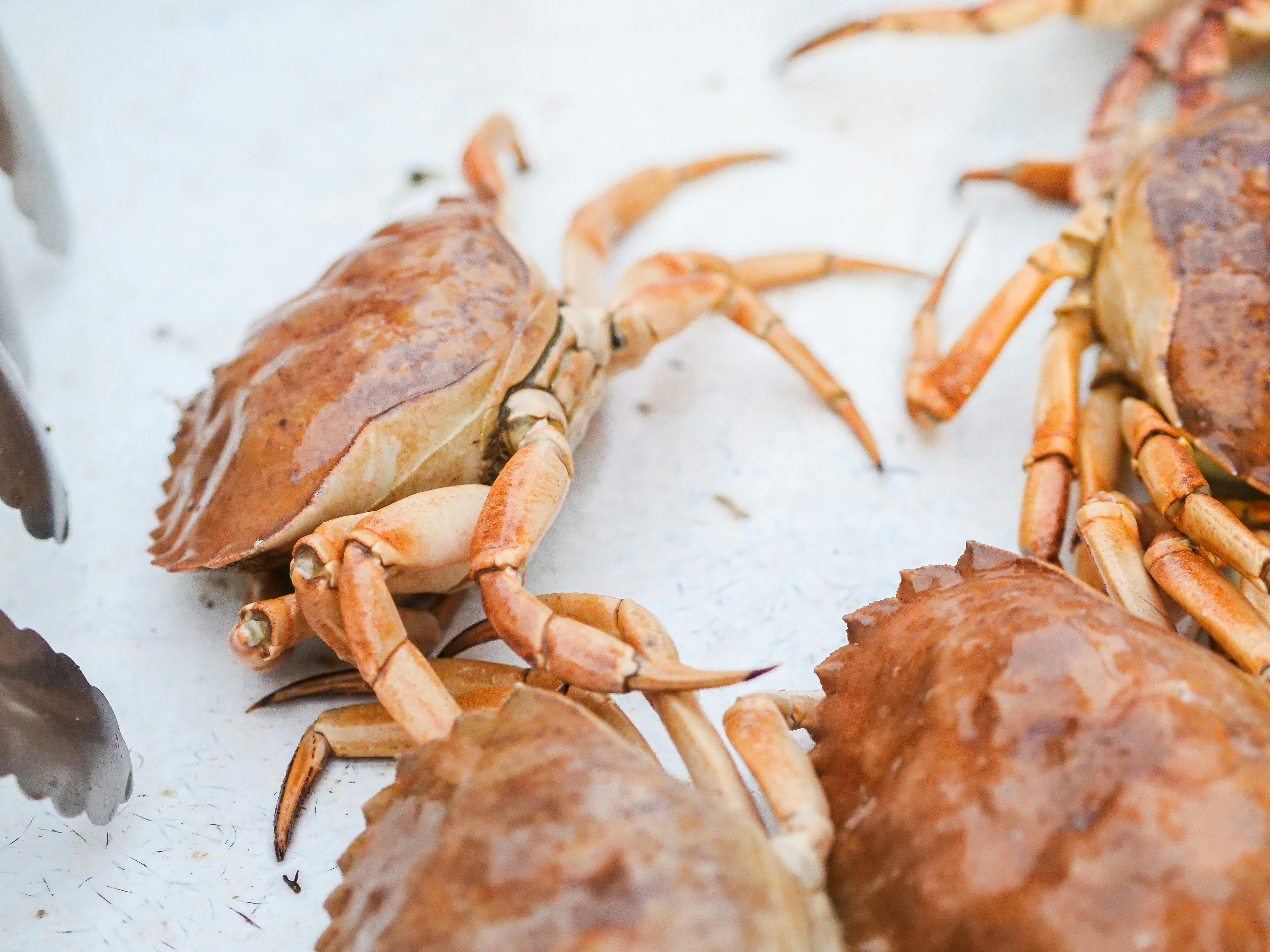Top 5 Ways to Choose the Best Fish Shop Near You in 2025