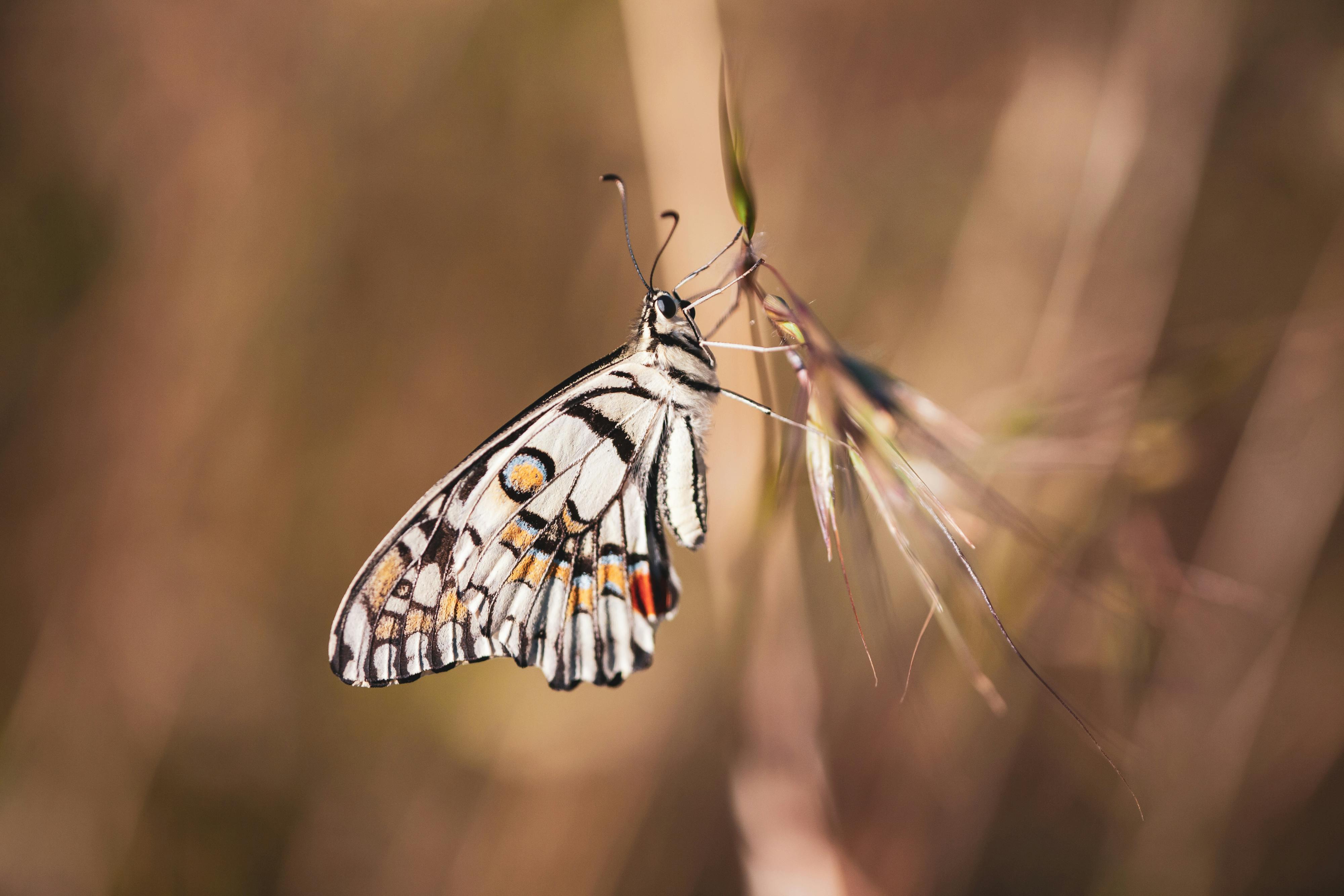 Smart Ways to Enhance Your White Cloud Minnows Care: Get Started in 2025