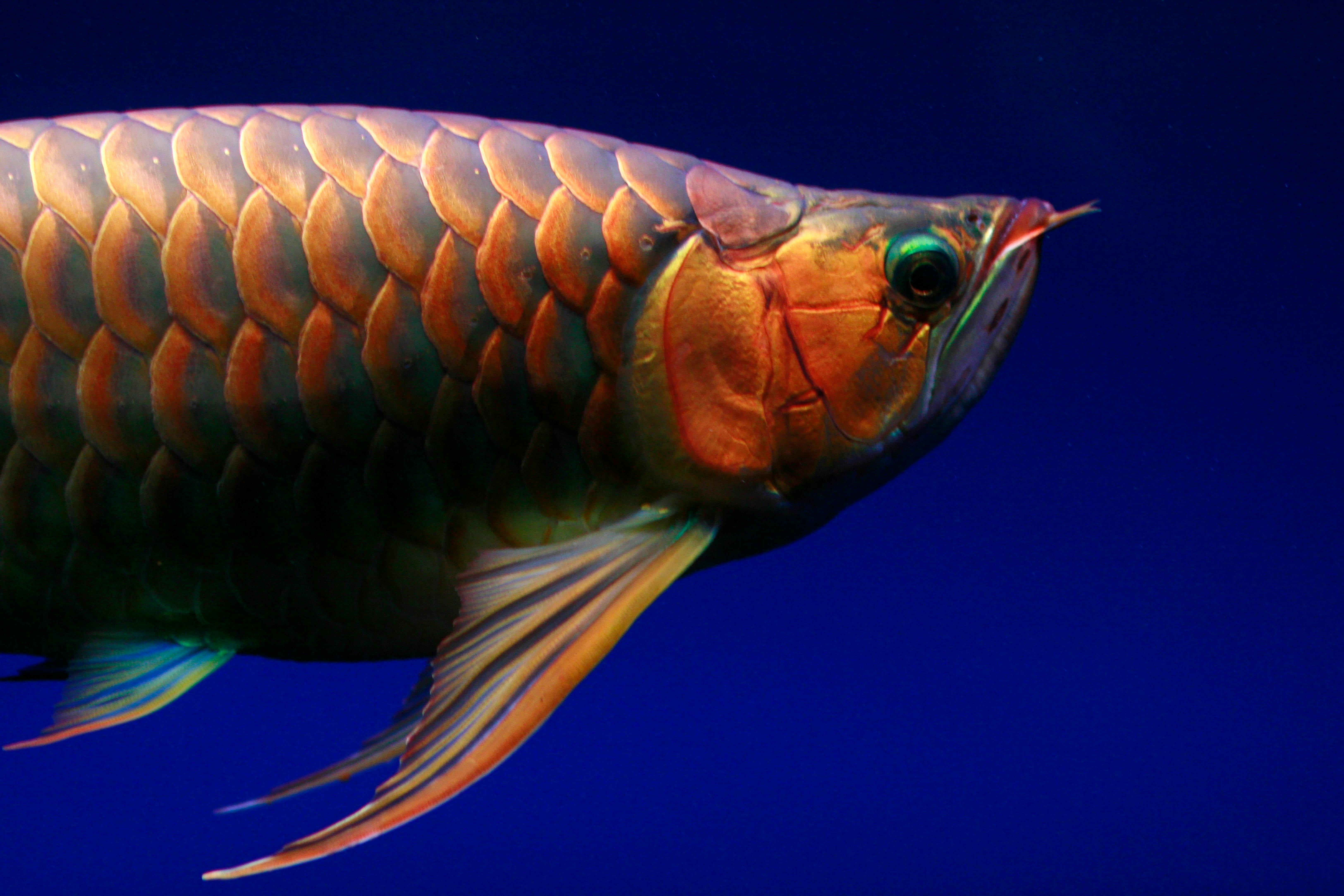 Aquatic Foliage for Bettas