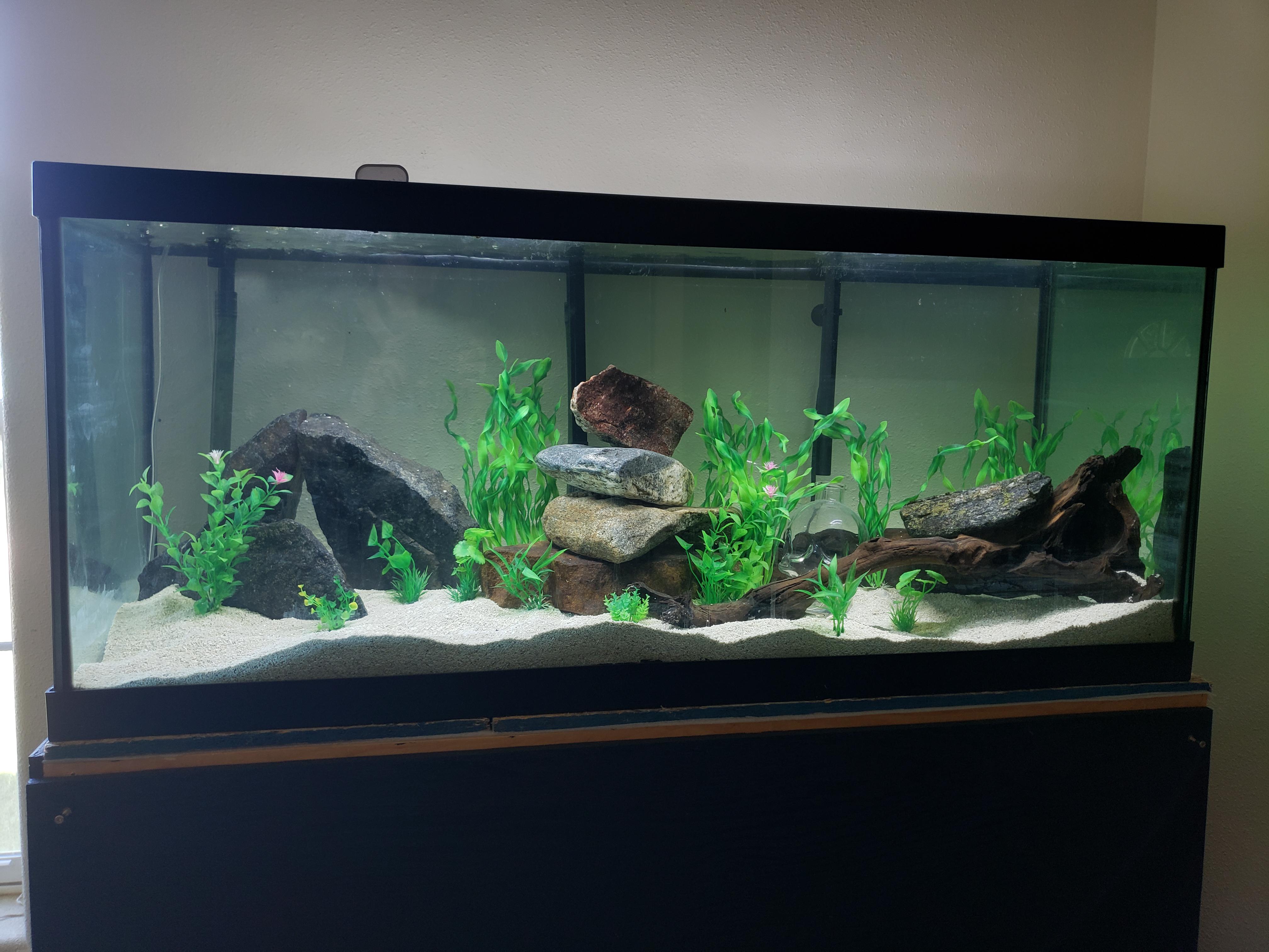 75 gallon fish tank setup