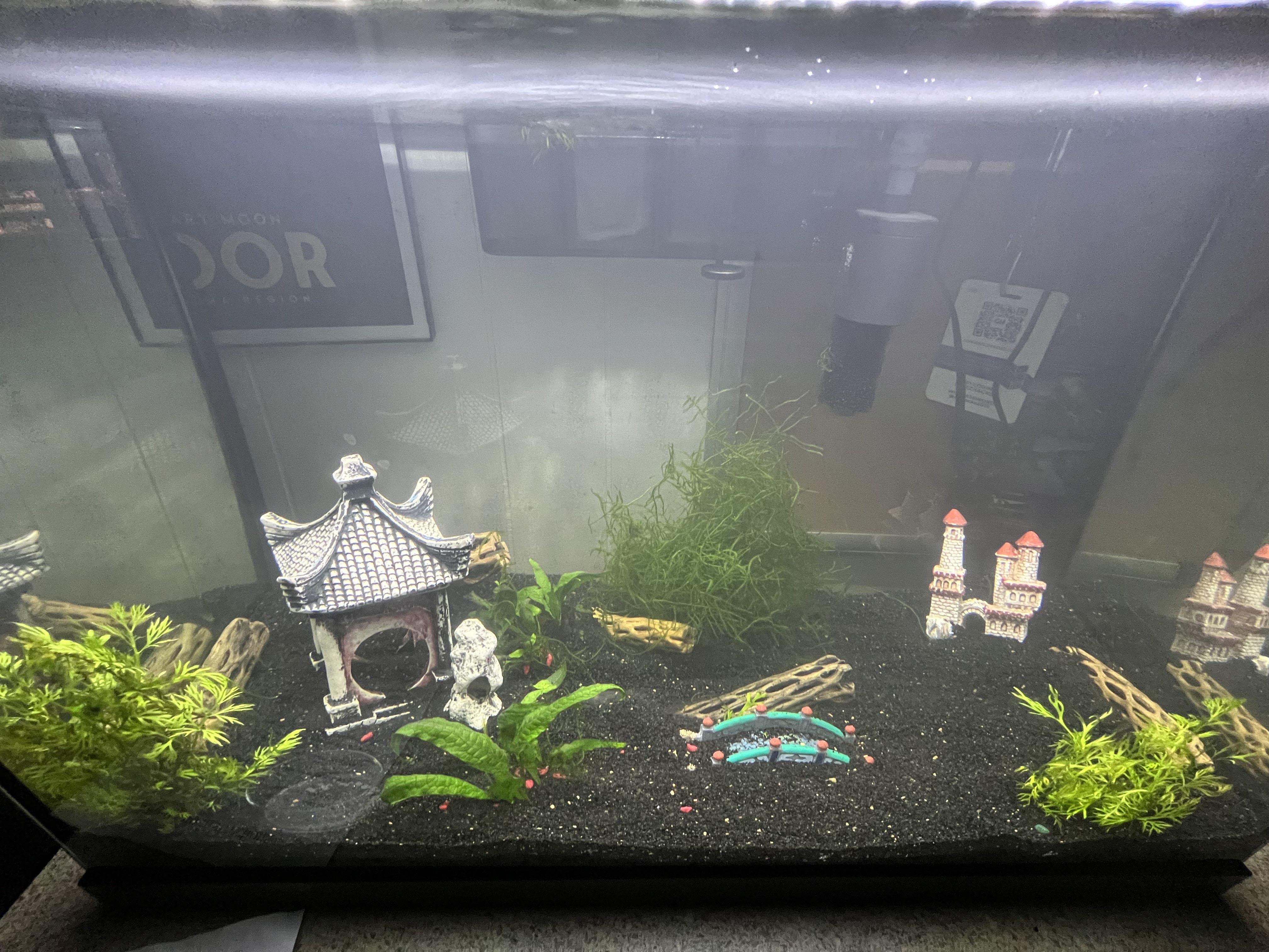 20 Gallon Tank Setup