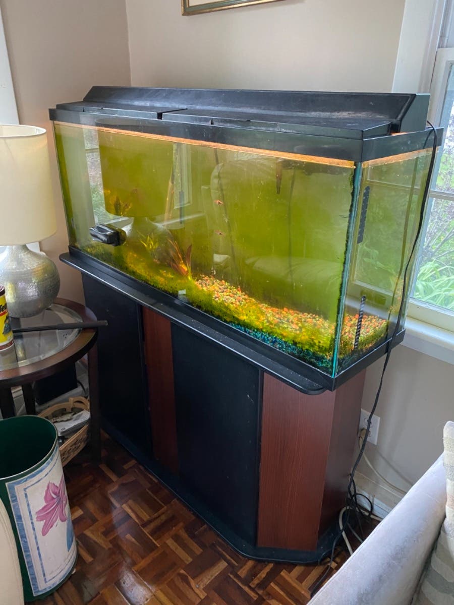 50 Gallon Fish Tank