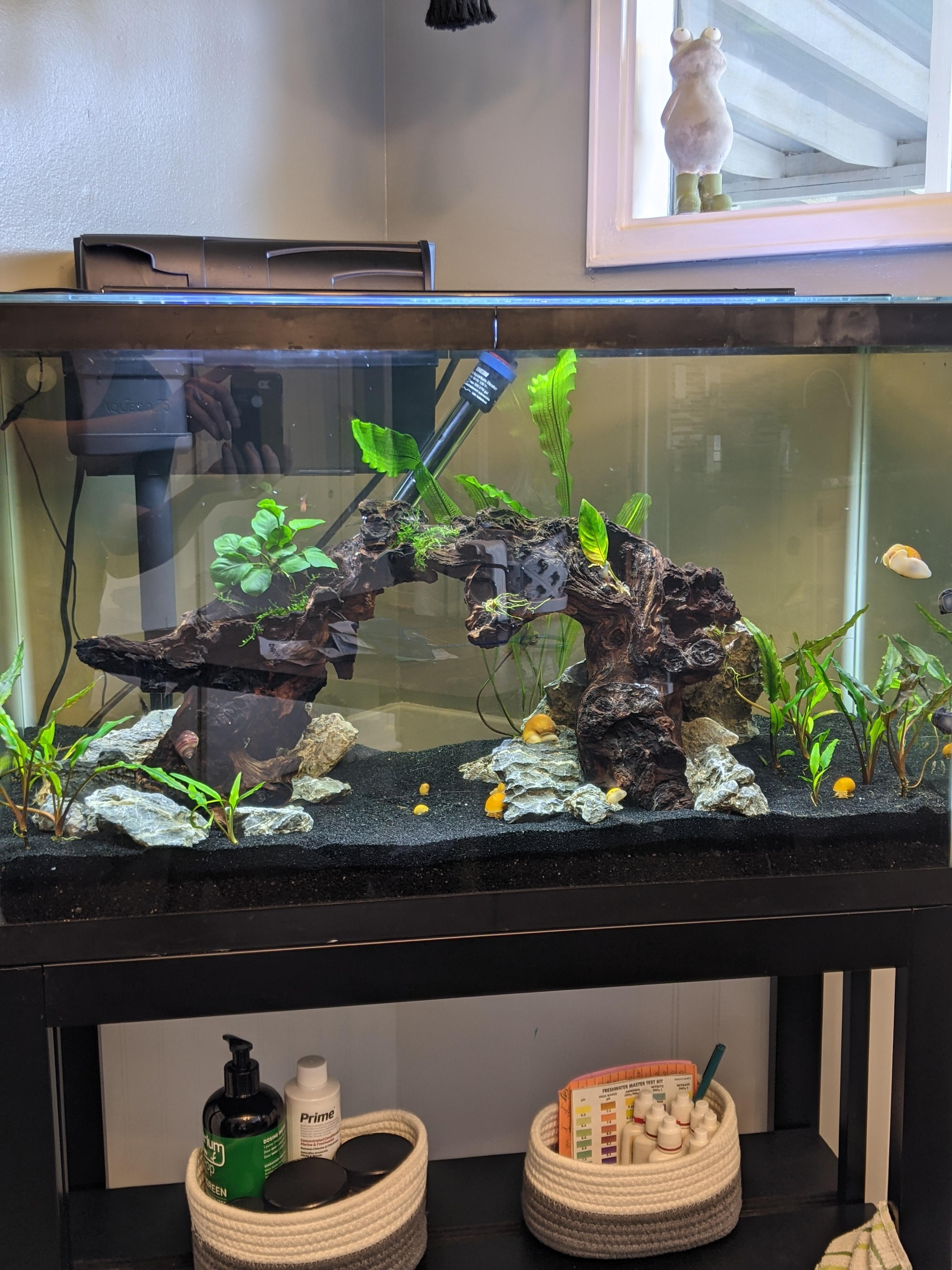 Beautiful small fish tank setup