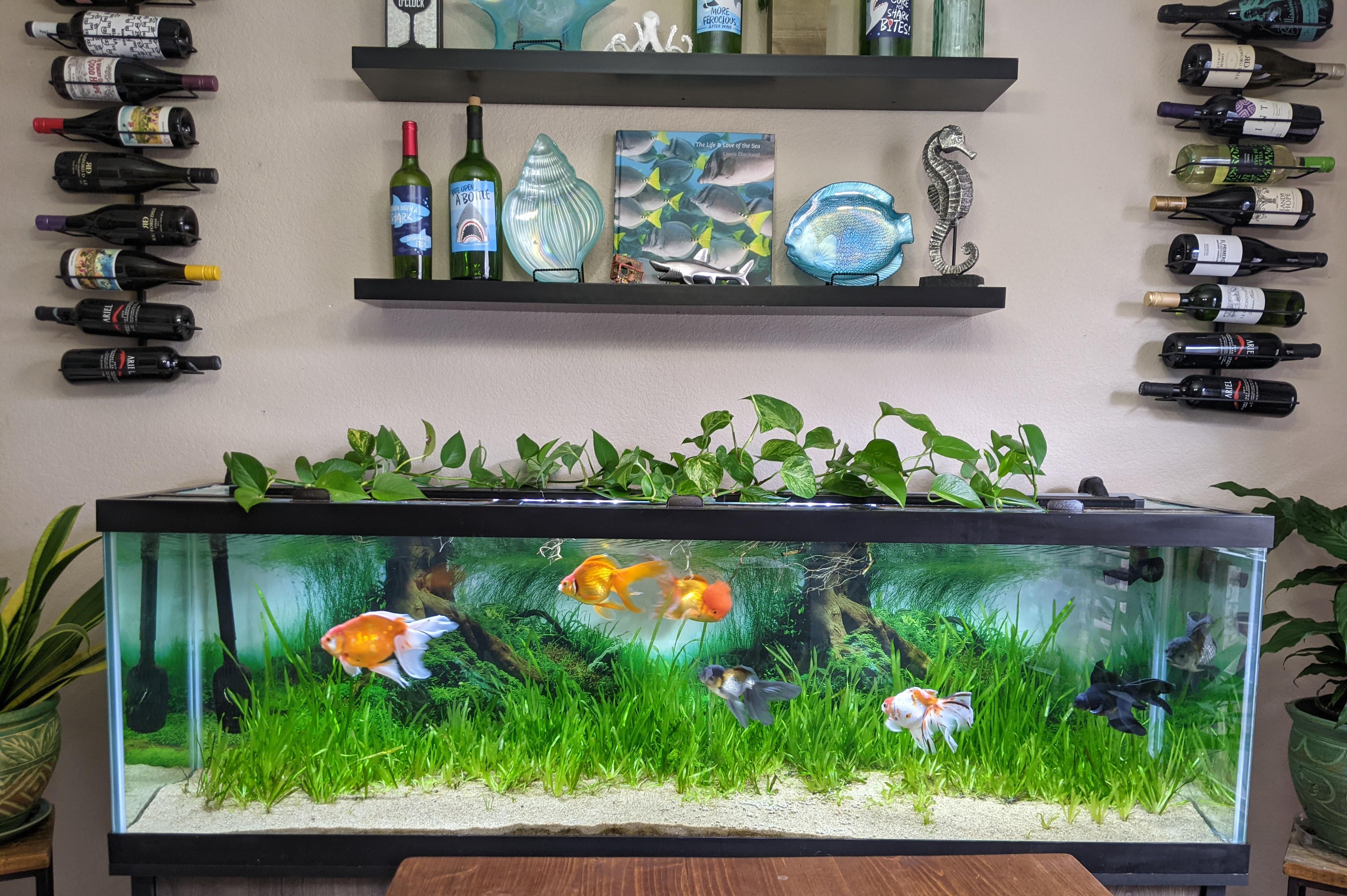 Well-Designed 125 Gallon Aquarium