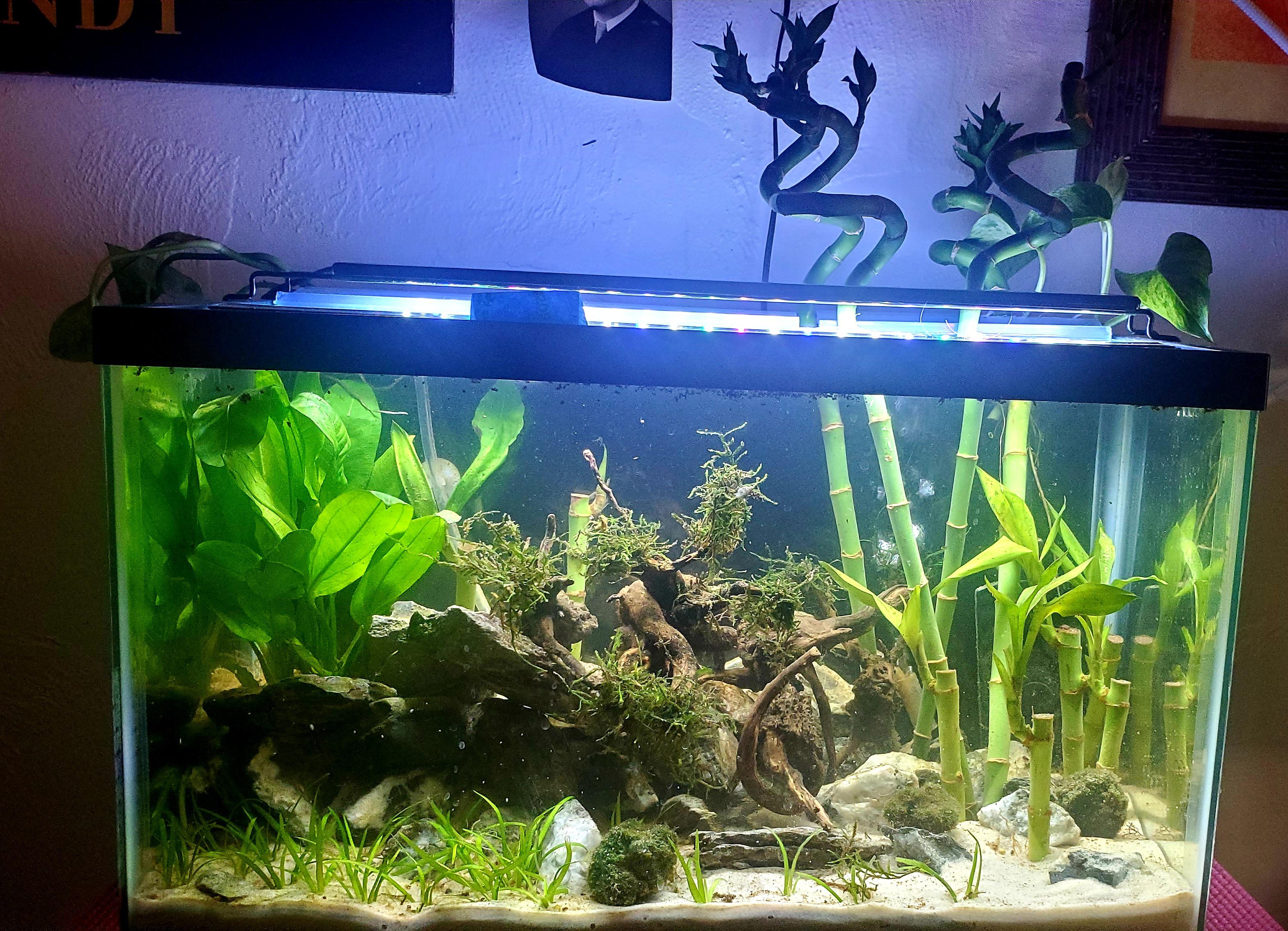 Stunning 10 Gallon Aquarium