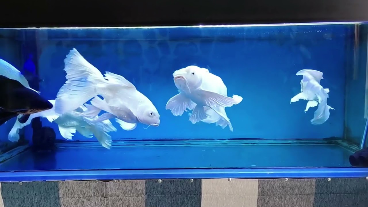 Platinum Butterfly Koi