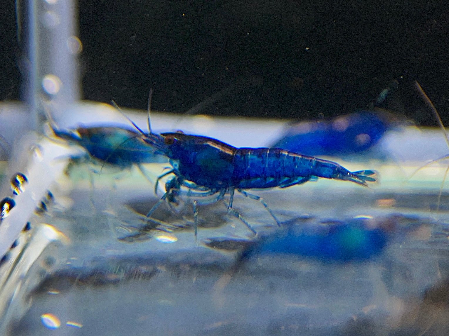 Close-up of Blue Velvet Shrimp