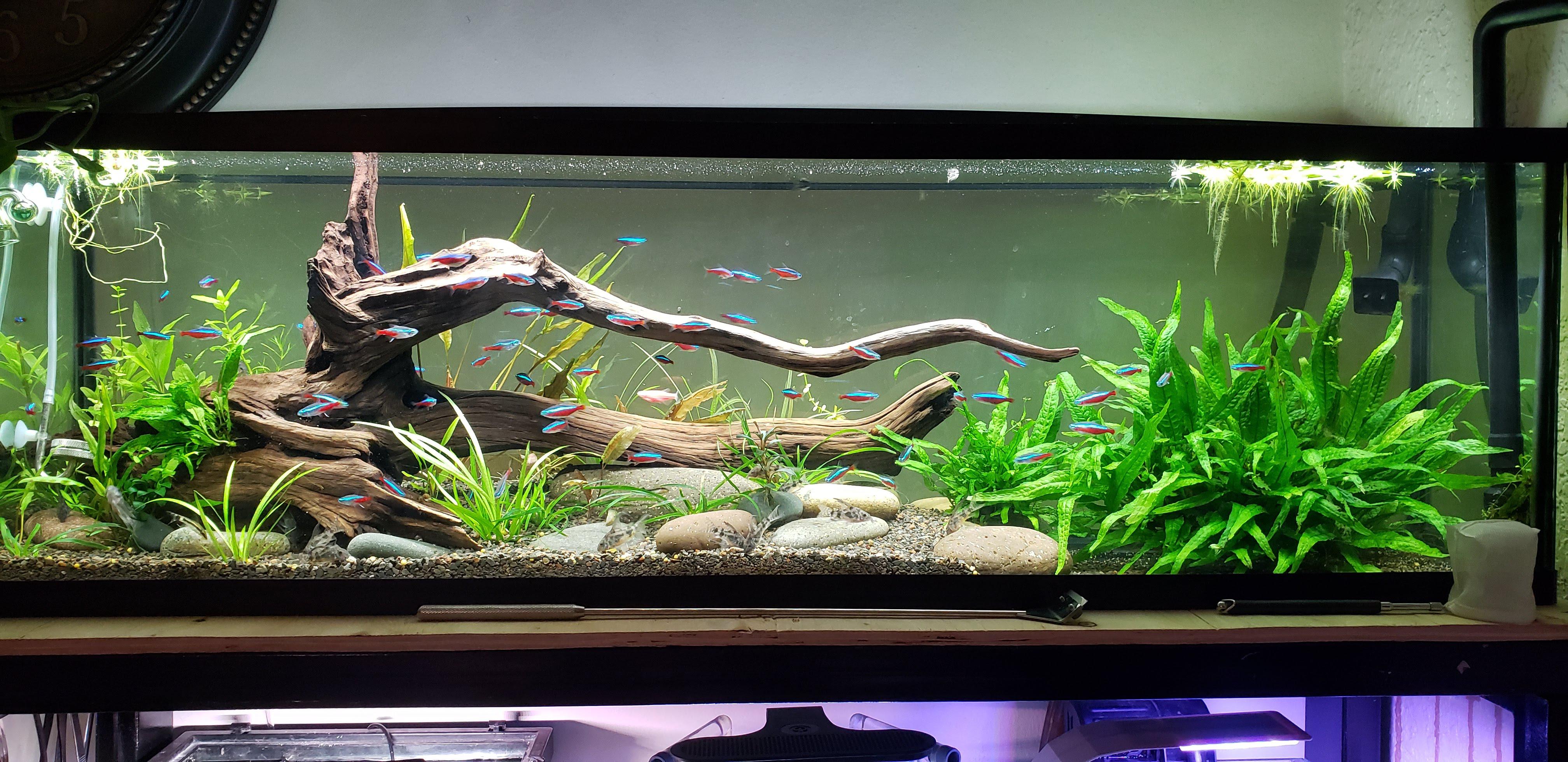 25 Gallon Fish Tank