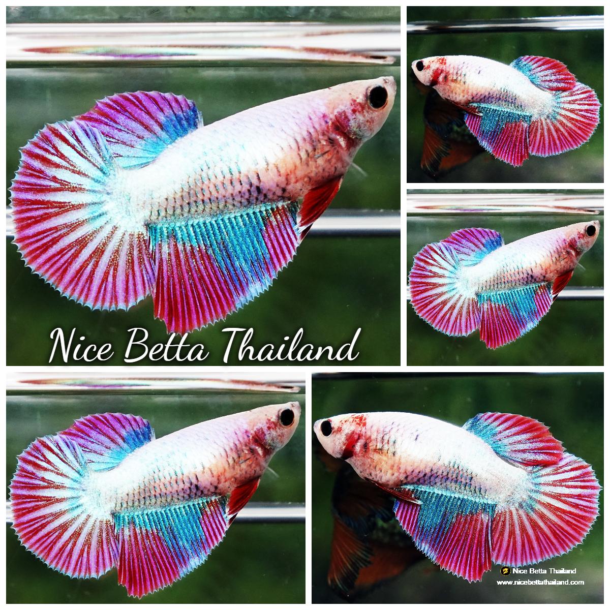 Pink Betta Fish