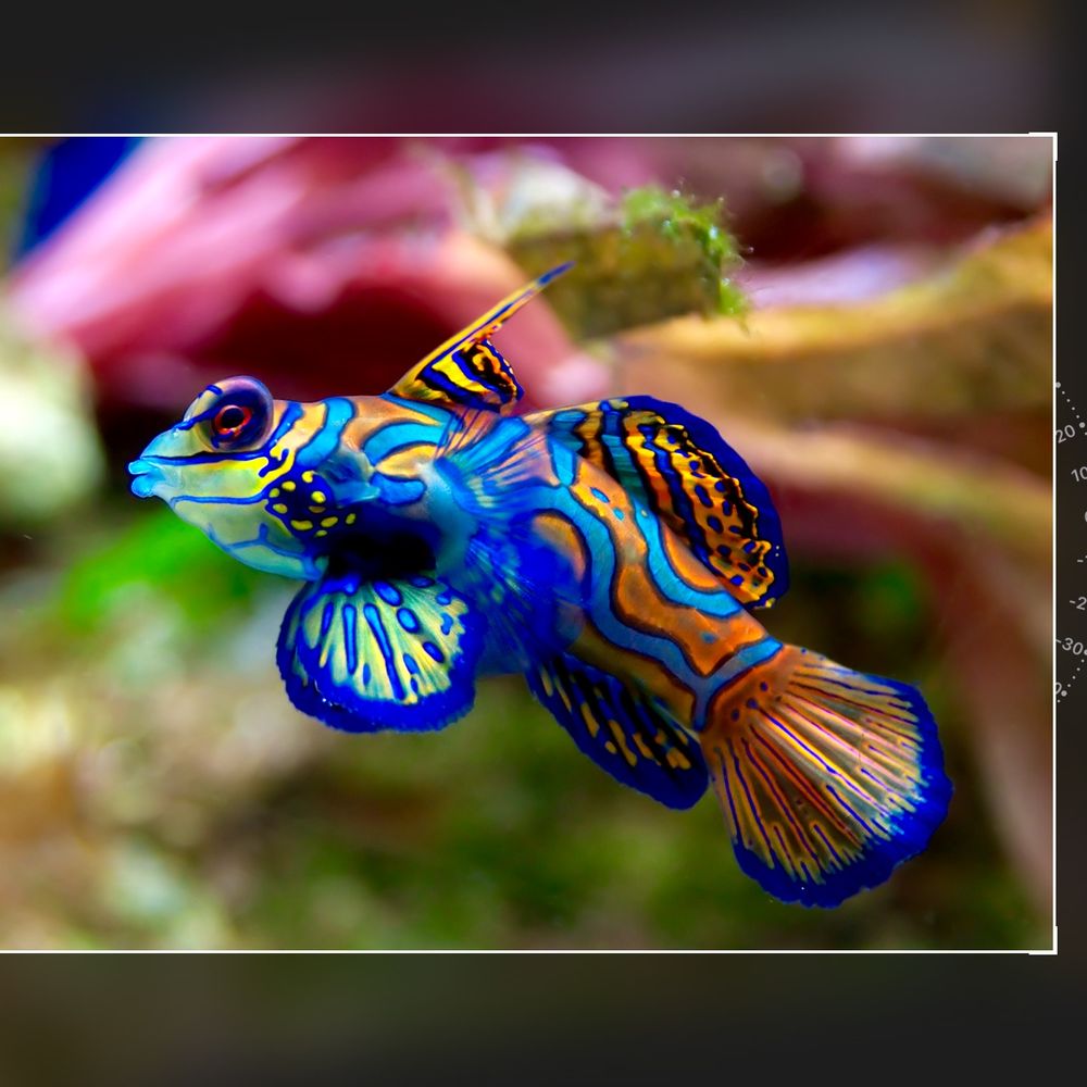 Colorful Aquarium Fish