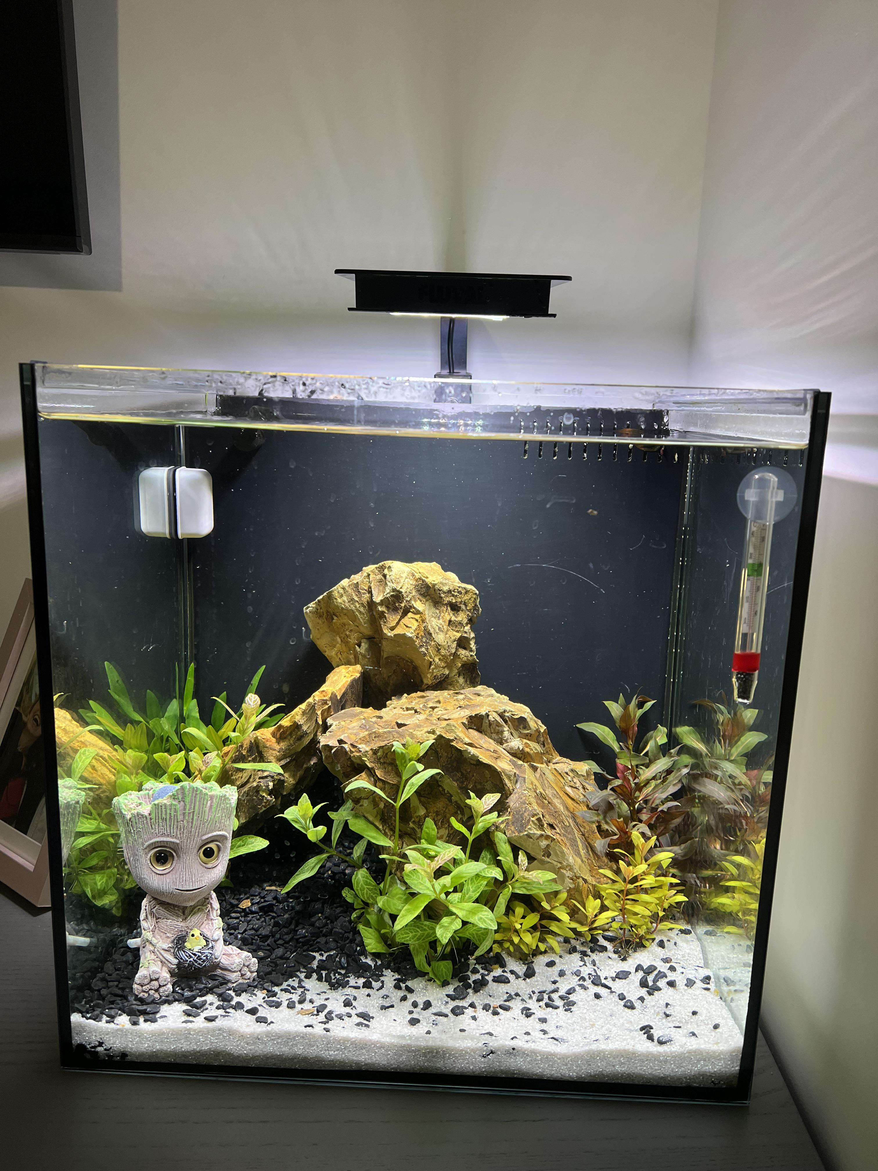 Betta fish tank setup example