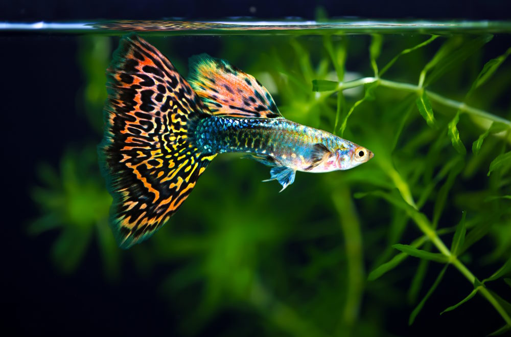 Colorful Freshwater Fish