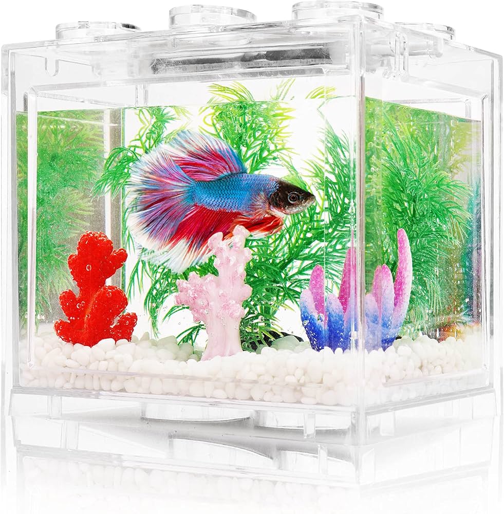 Betta Fish Tank Setup