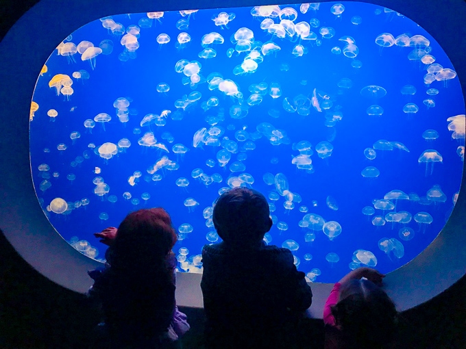 Monterey Bay Aquarium