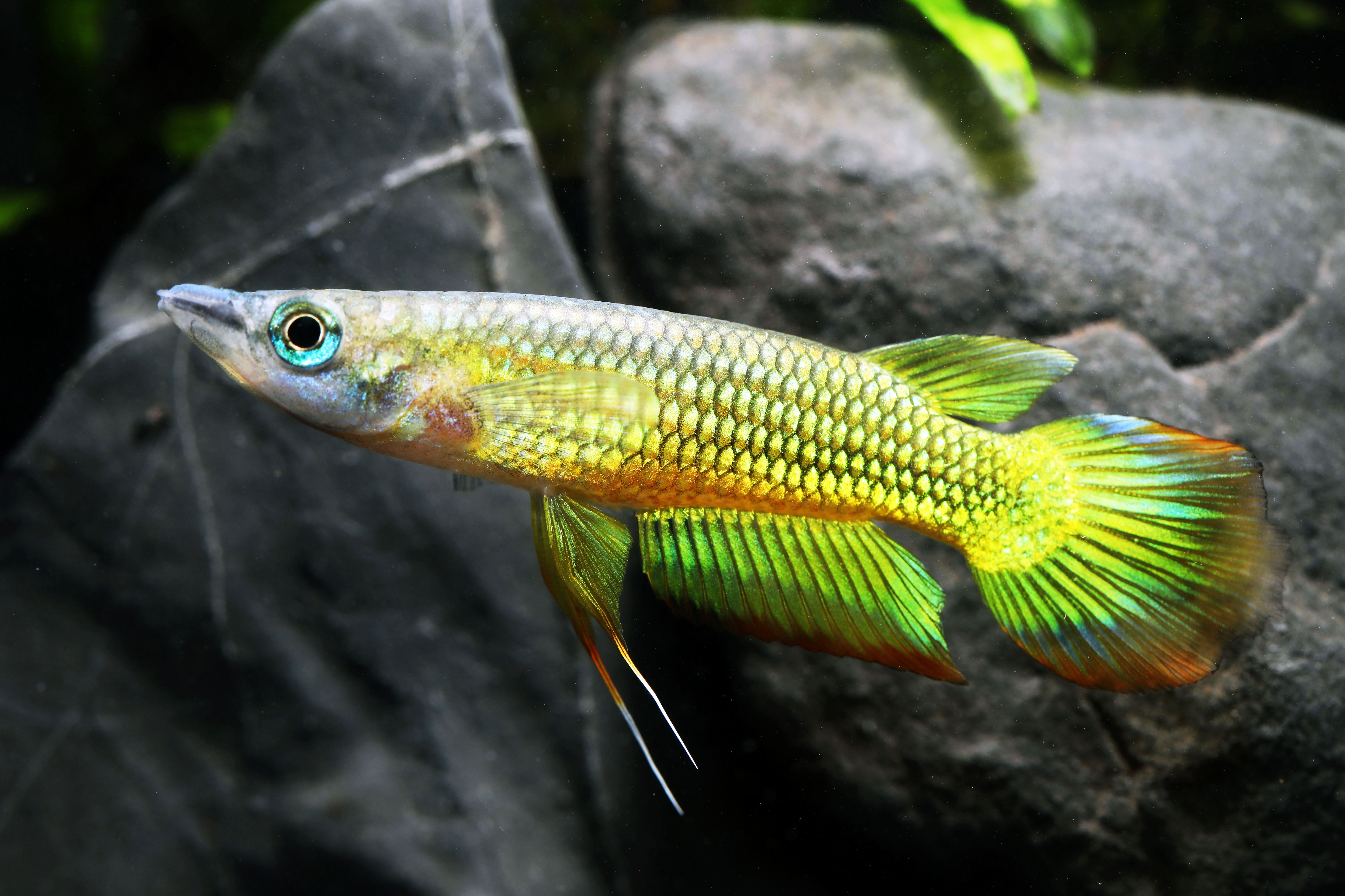 Golden Wonder Killifish