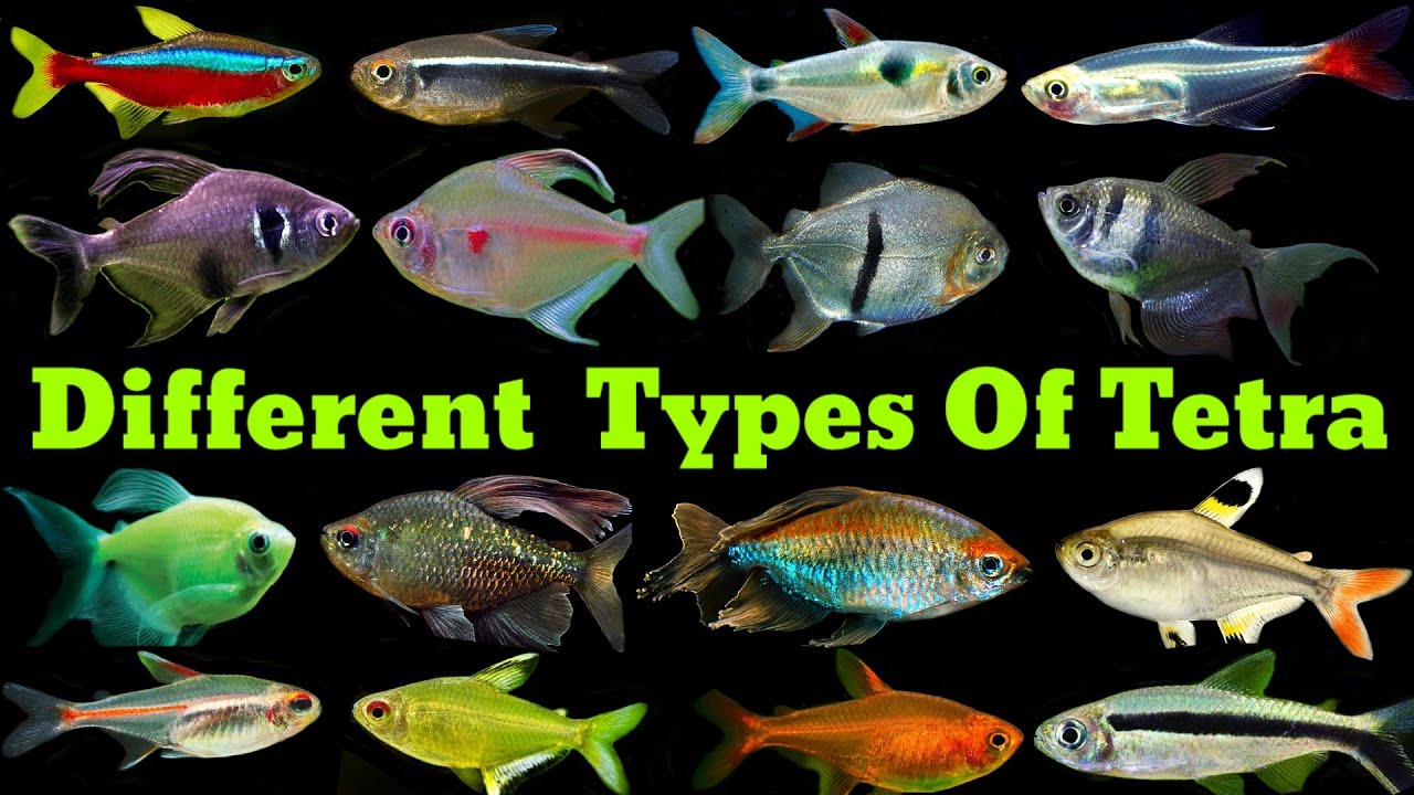 Types of Tetras