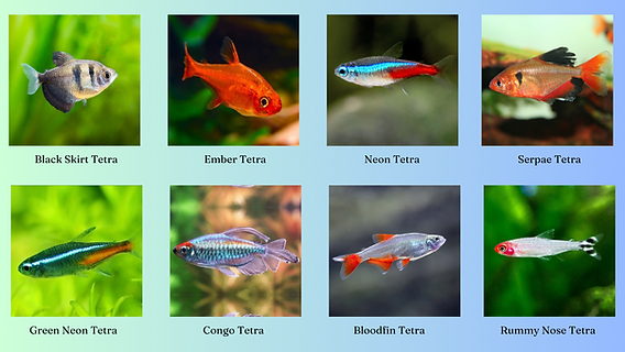 Popular Types of Tetras