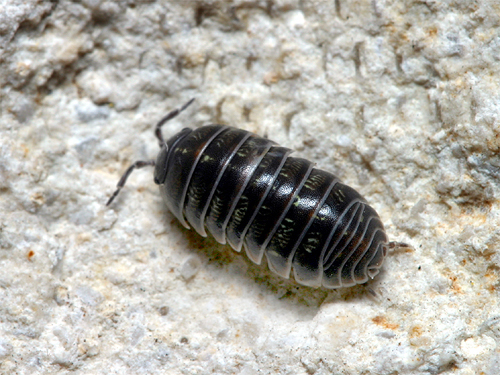 Isopods in their habitat