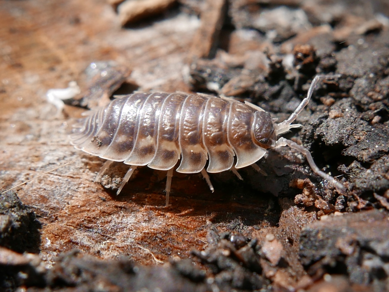 Feeding habits of Isopods