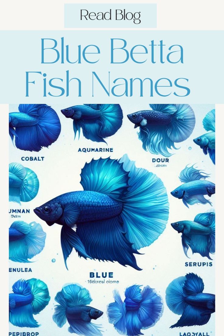 Unique Betta Fish Names