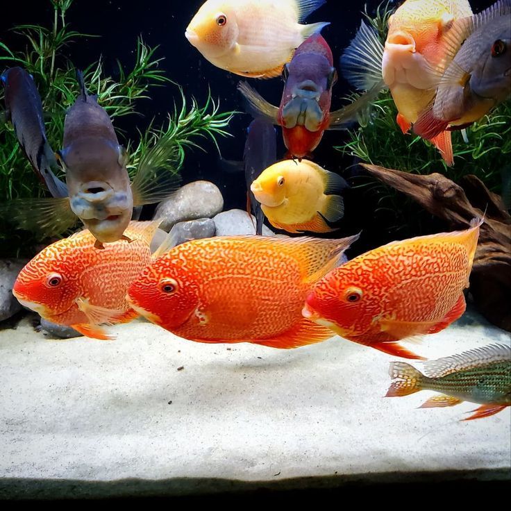 South American Cichlids