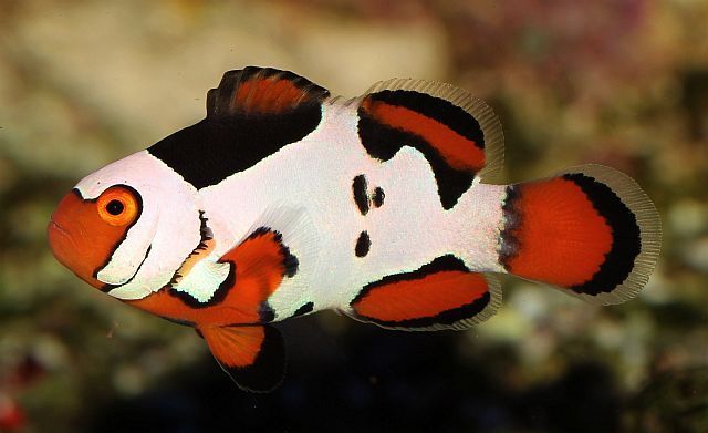 Clownfish for Sale