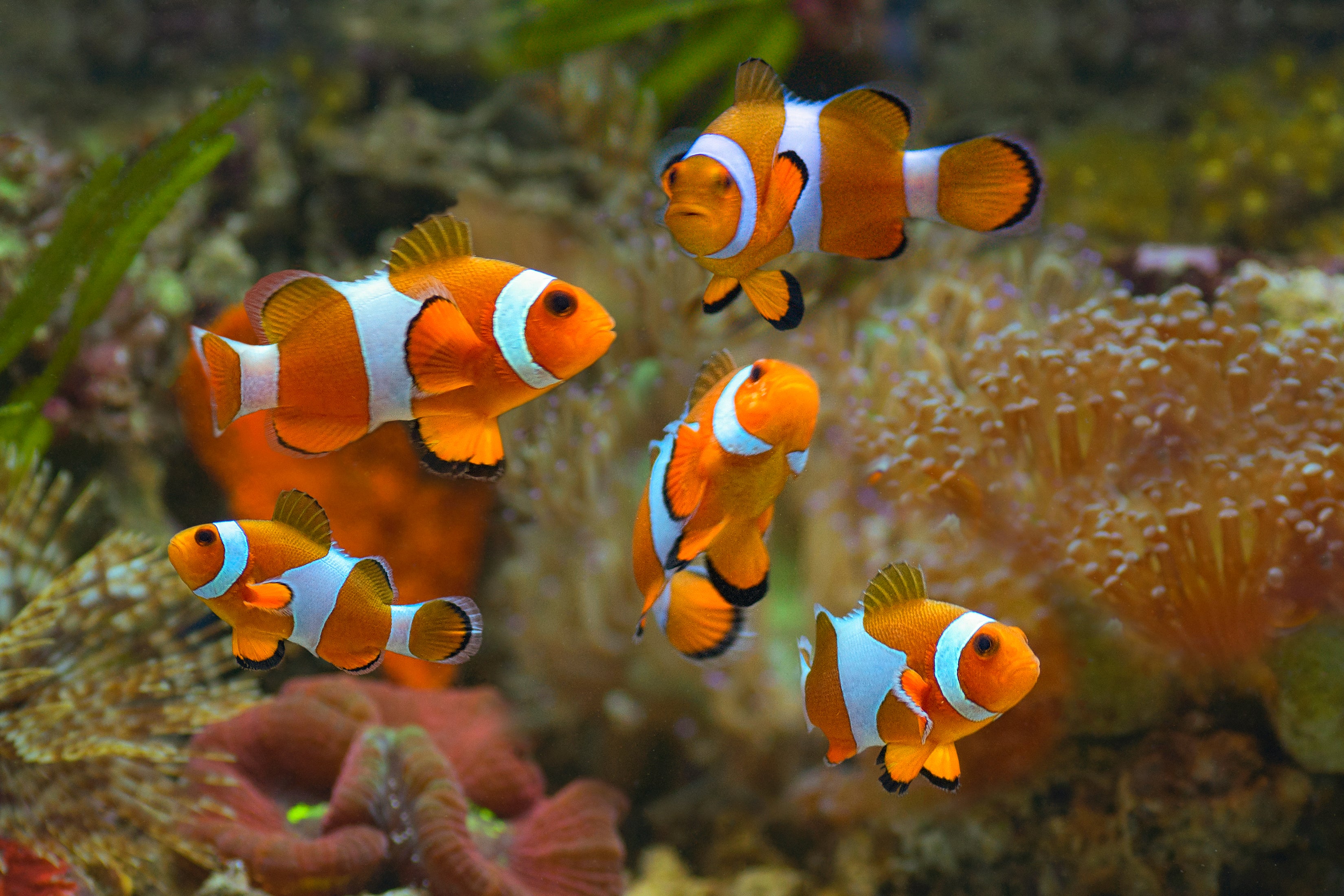 Clownfish in Aquarium Setup