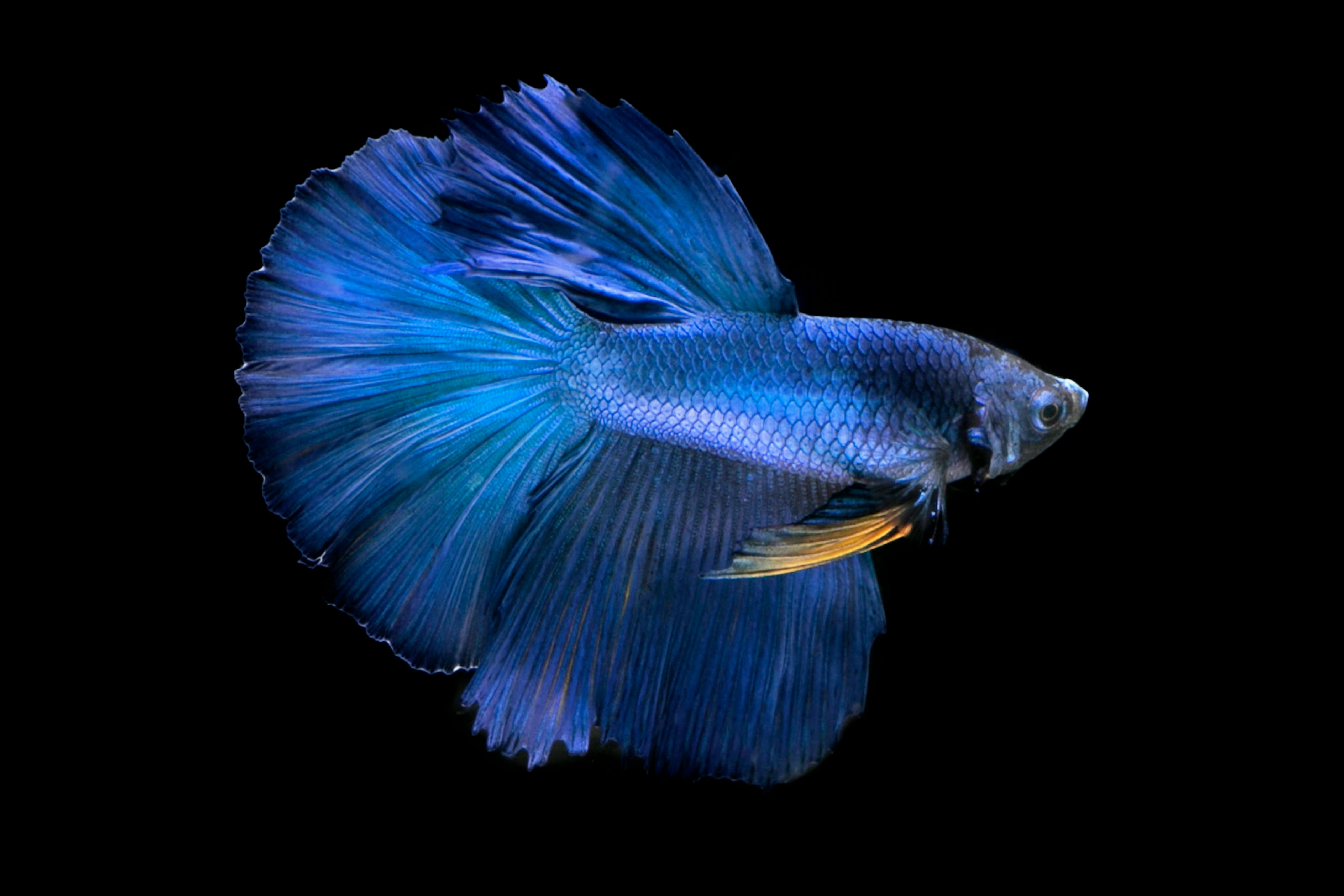 Stunning tropical fish