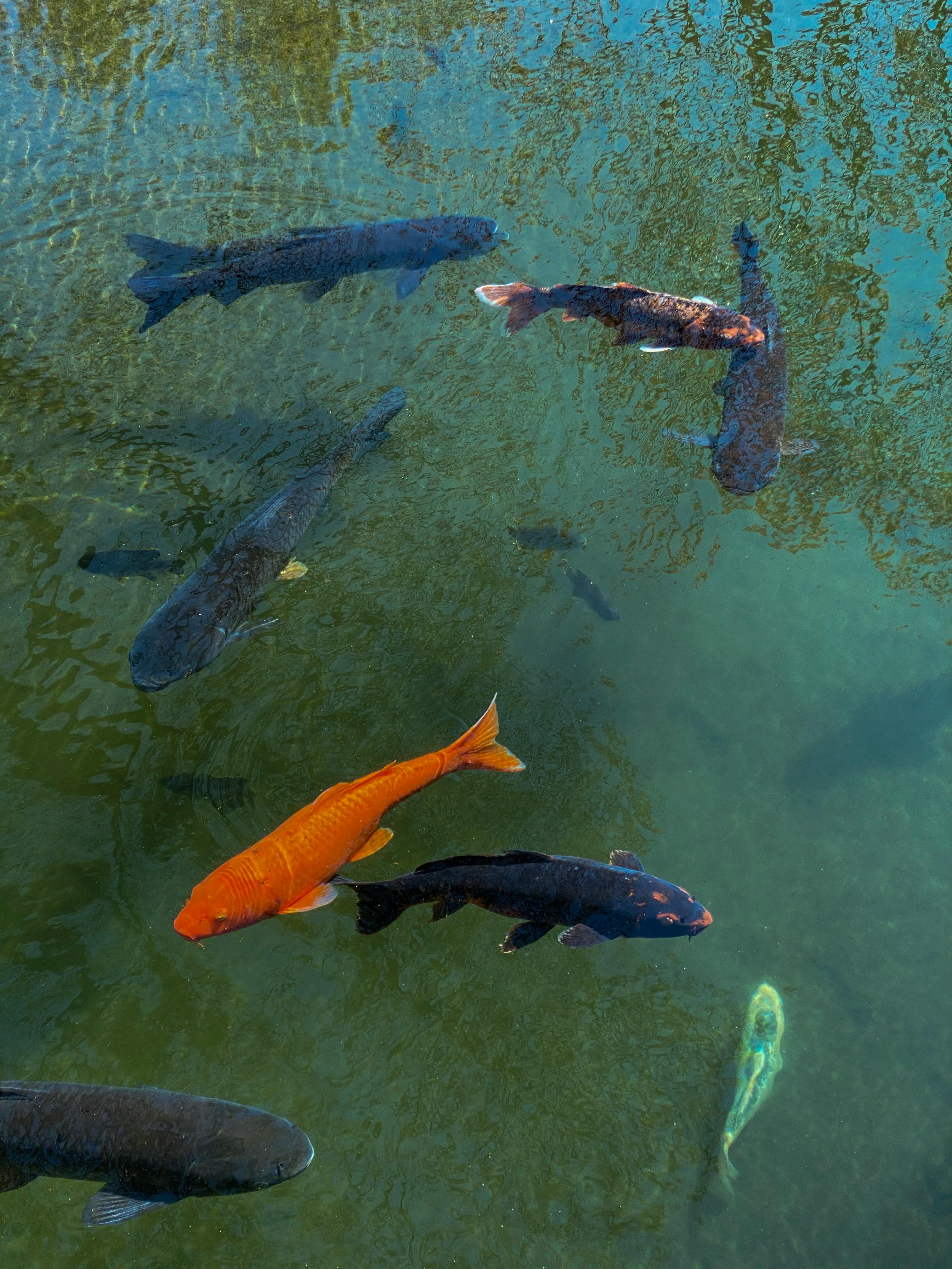 Koi Fish Pond