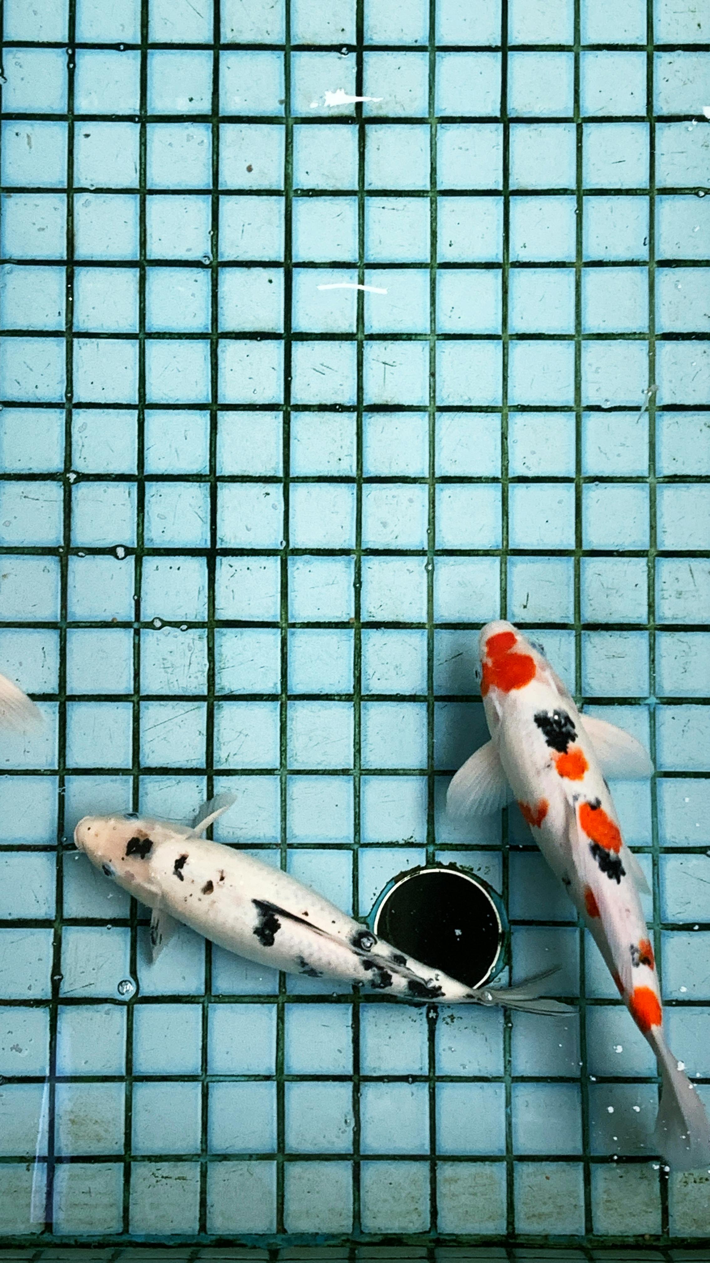 Healthy Koi Fish