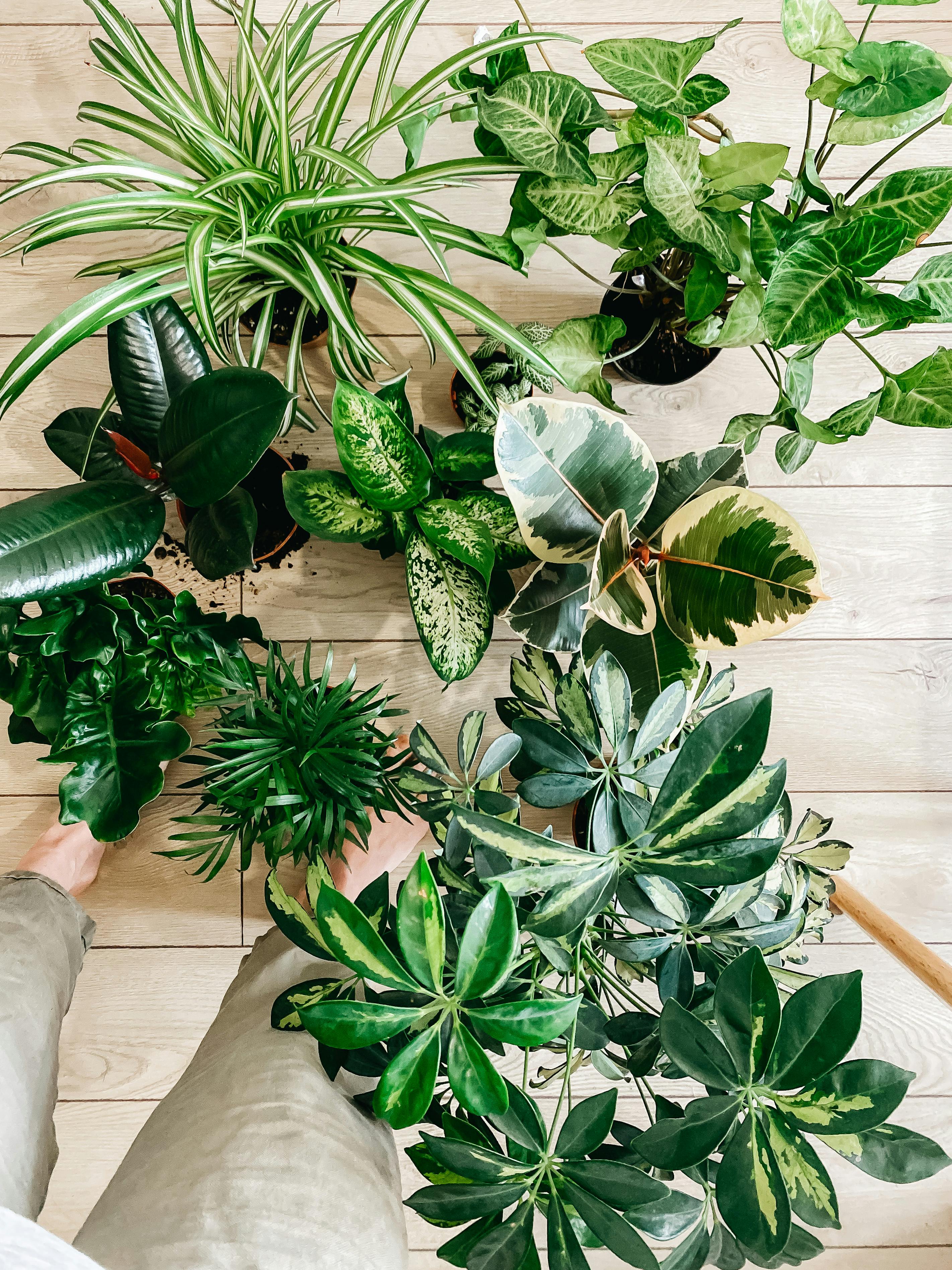 Aquarium with healthy Pothos plants