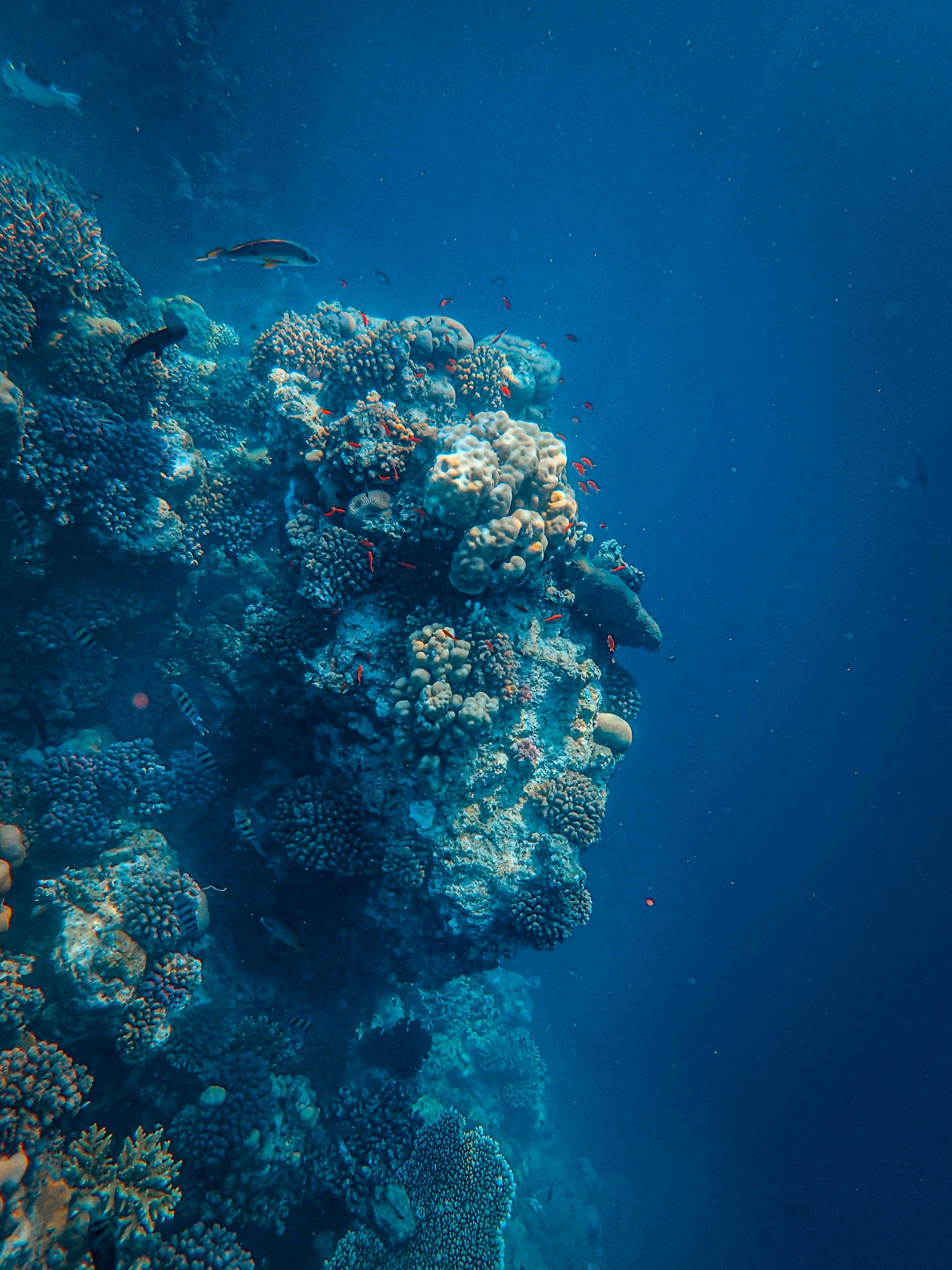 Beautiful Blue Reef Fish