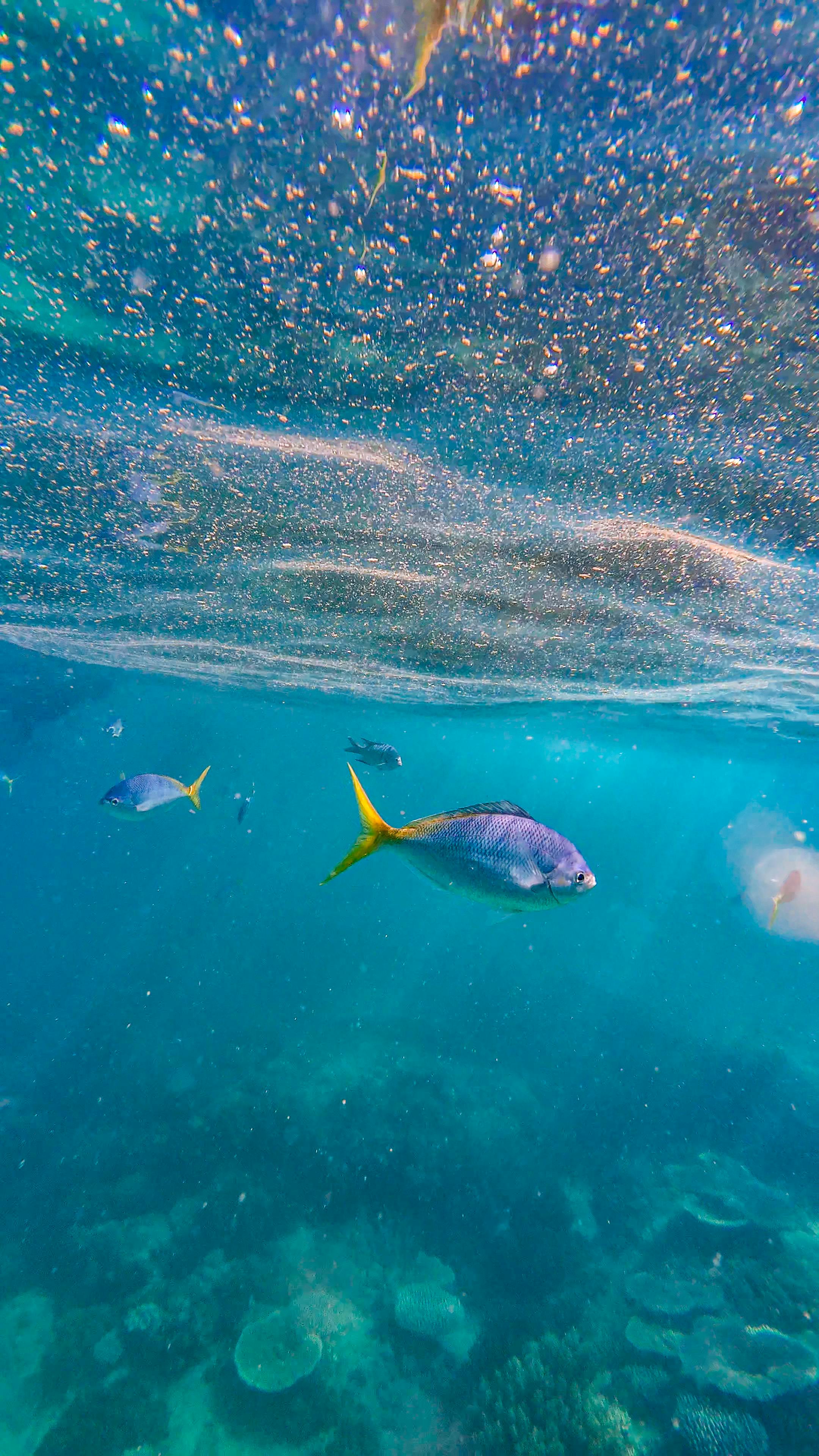 Colorful Reef Fish Habitat