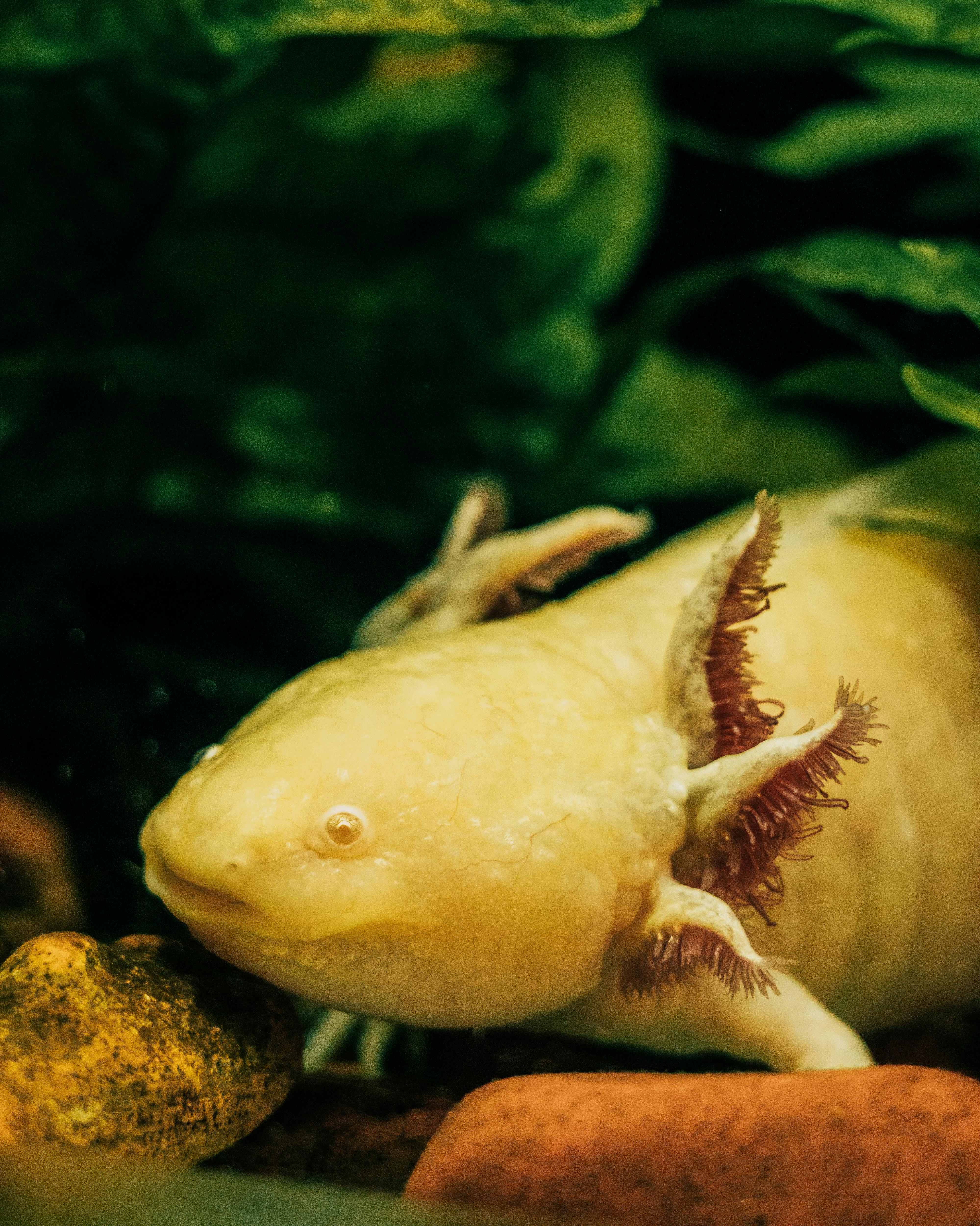 Freshwater Sharks