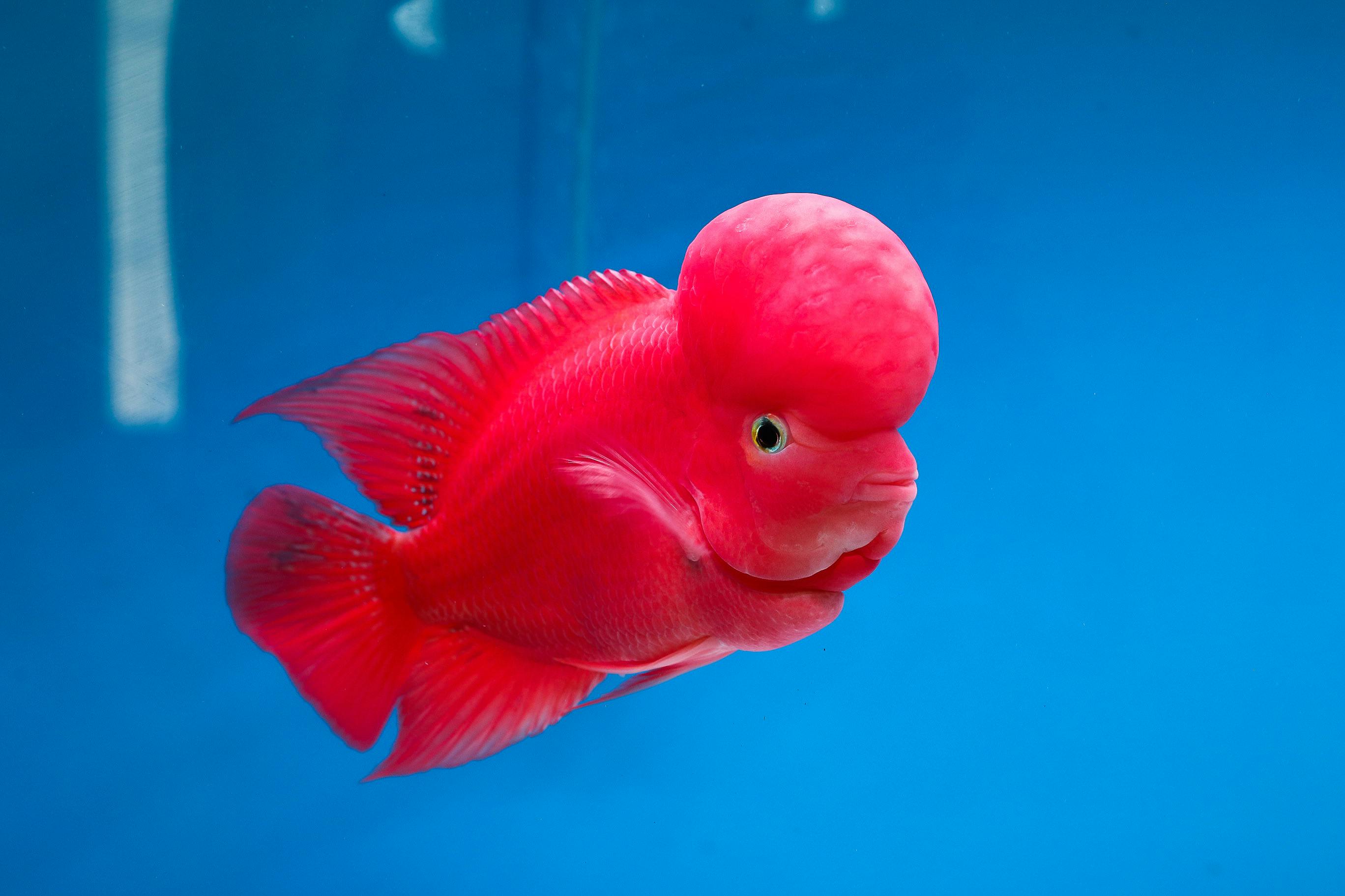 Stunning Flowerhorn Cichlid