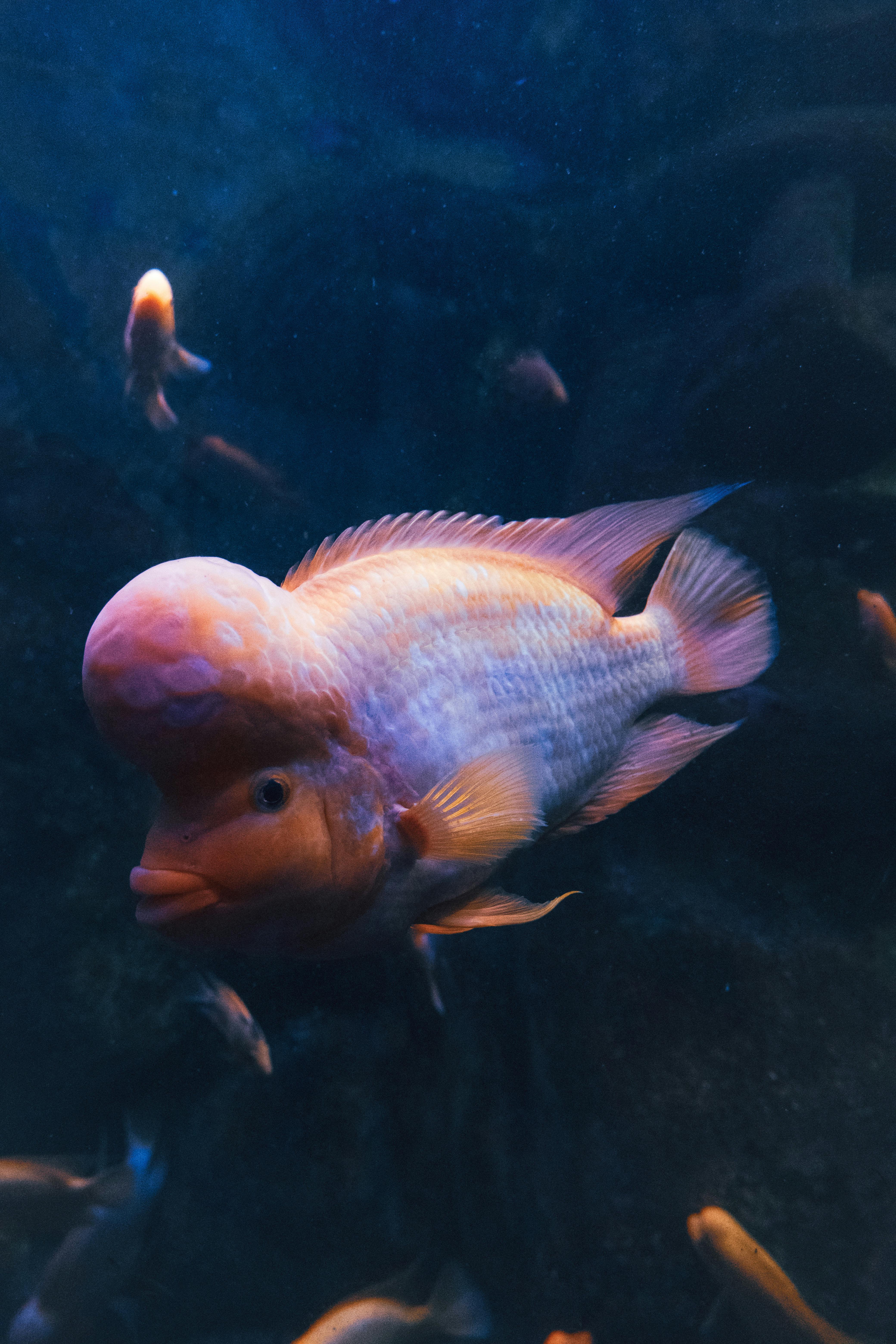 Beautiful Flowerhorn Cichlid