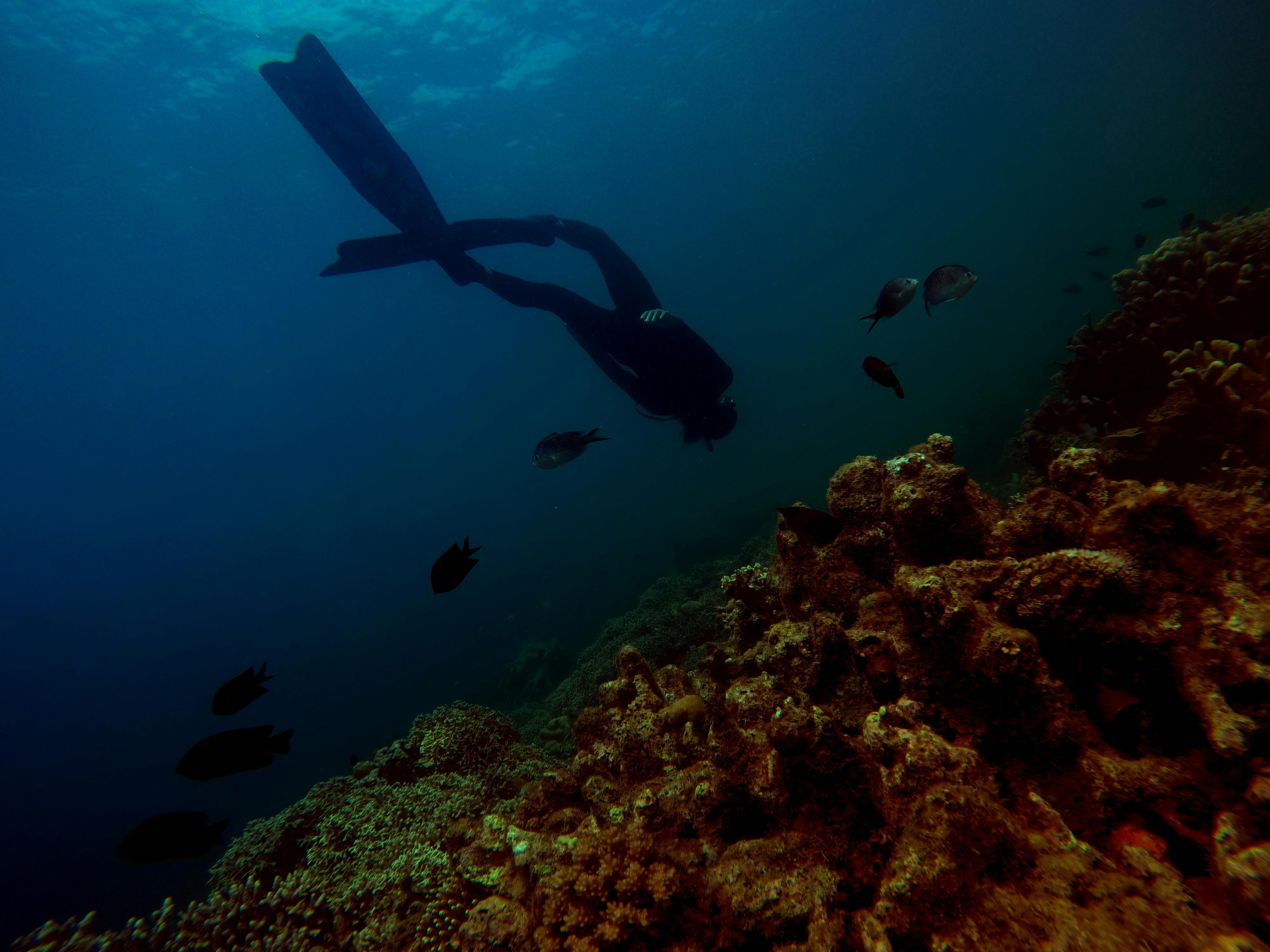 Local Reef Store