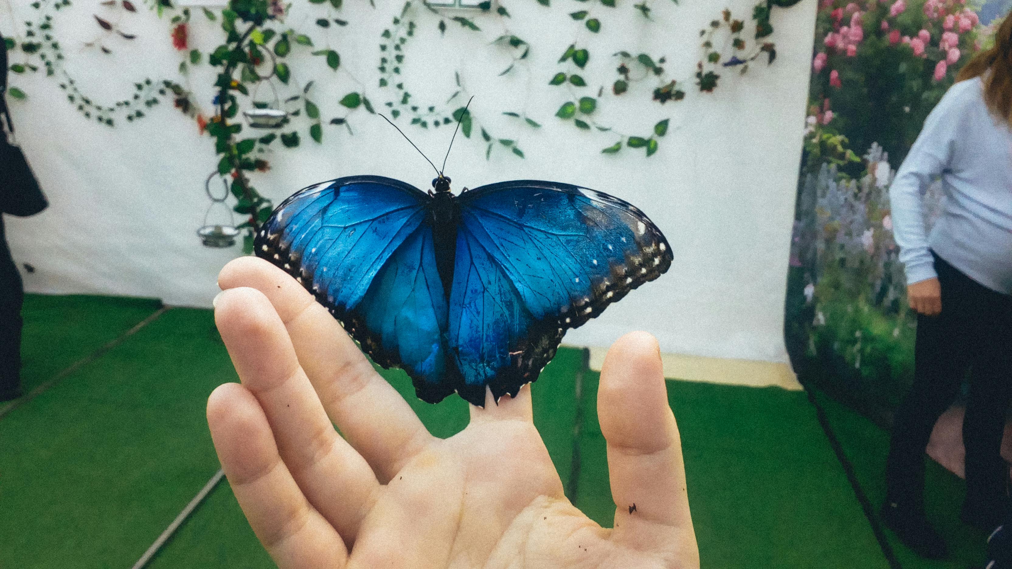 Butterfly house and aquarium