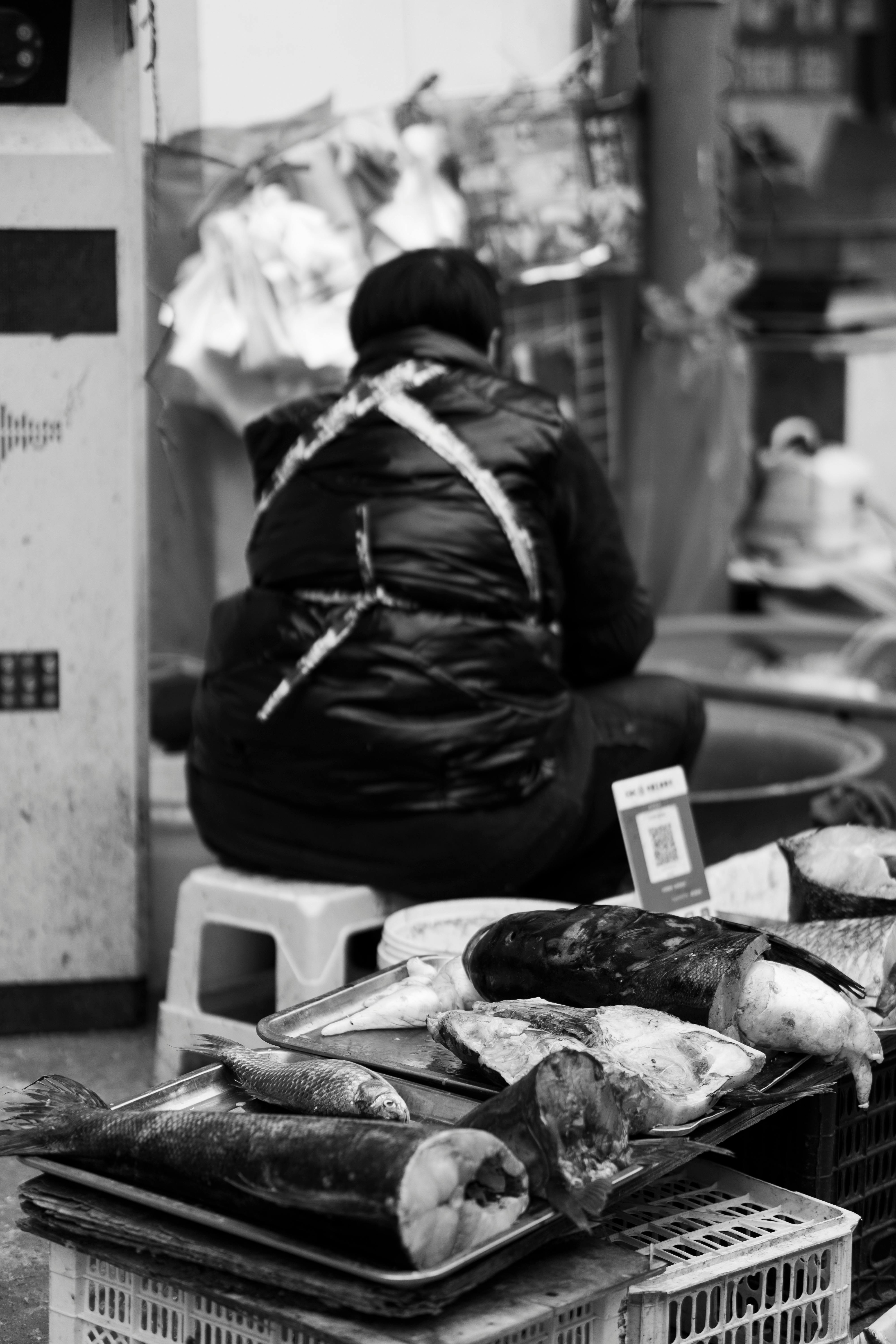 Puffer Fish Options For Sale